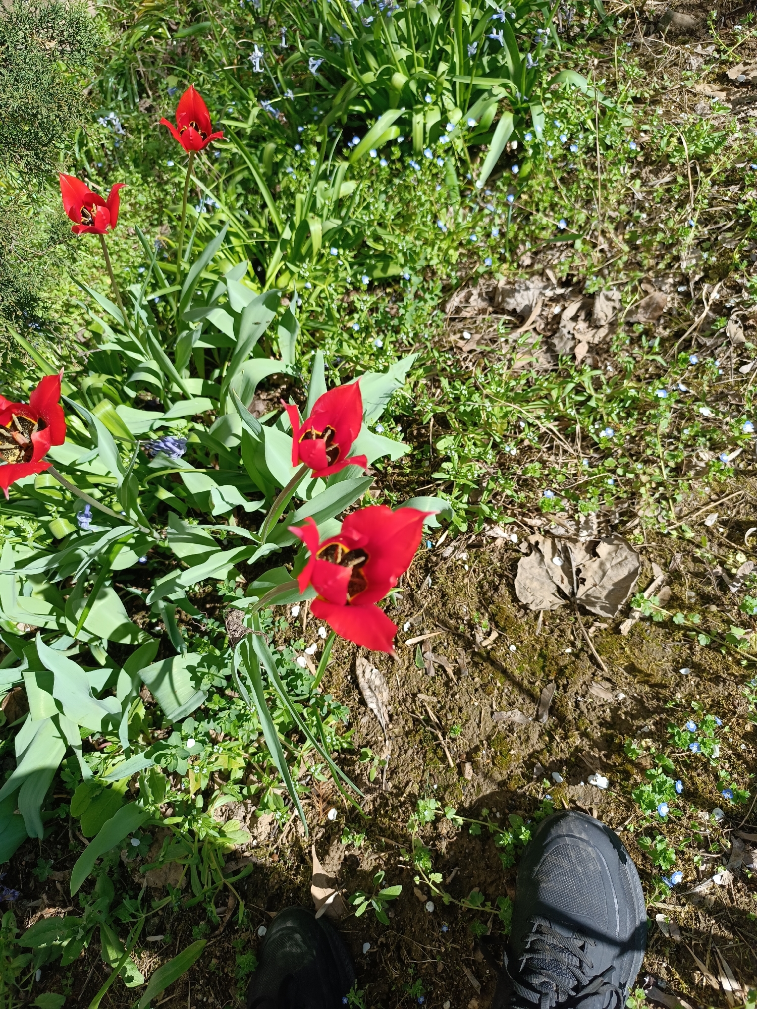 The image depicts a garden in Pleven, Bulgaria, containing red tulips and small blue flowers growing amongst green foliage and dried leaves. The ground is partially covered in moss and small plants. A pair of black sneakers are visible in the lower part of the frame, indicating a person is present, likely taking the photograph. Sunlight casts shadows across the scene.