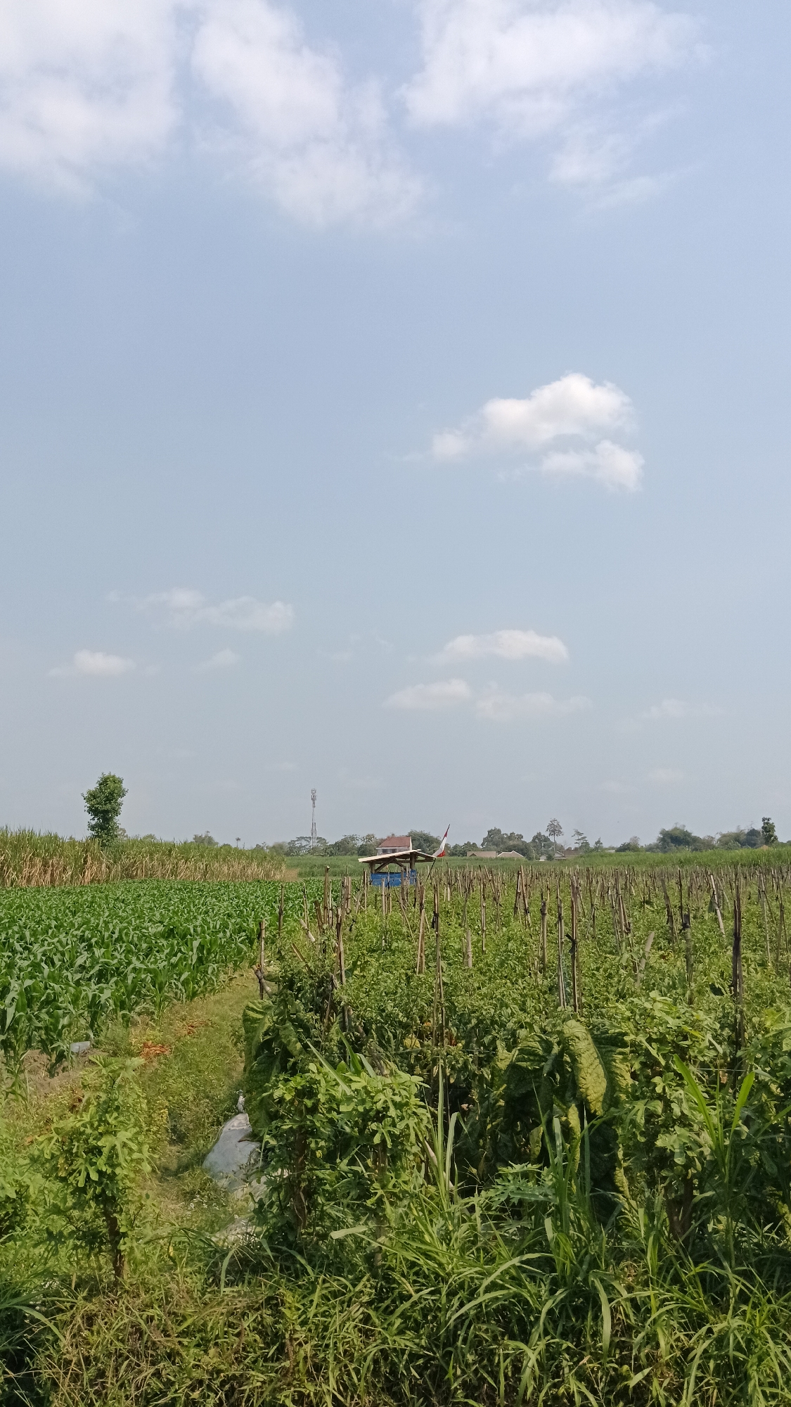 The image depicts a rural landscape in Cendono, Indonesia, under a bright, clear sky with scattered white clouds. In the foreground, lush green vegetation dominates, with a path cutting through the dense foliage. To the left, a field of corn stalks stands tall and orderly. To the right, a different crop is visible, characterized by thin wooden stakes supporting the plants, suggesting a climbing or vining vegetable. In the middle ground, a small, simple structure with a thatched roof stands near a telecommunications tower in the distance. The overall scene conveys a sense of agricultural activity and the natural beauty of the Indonesian countryside.