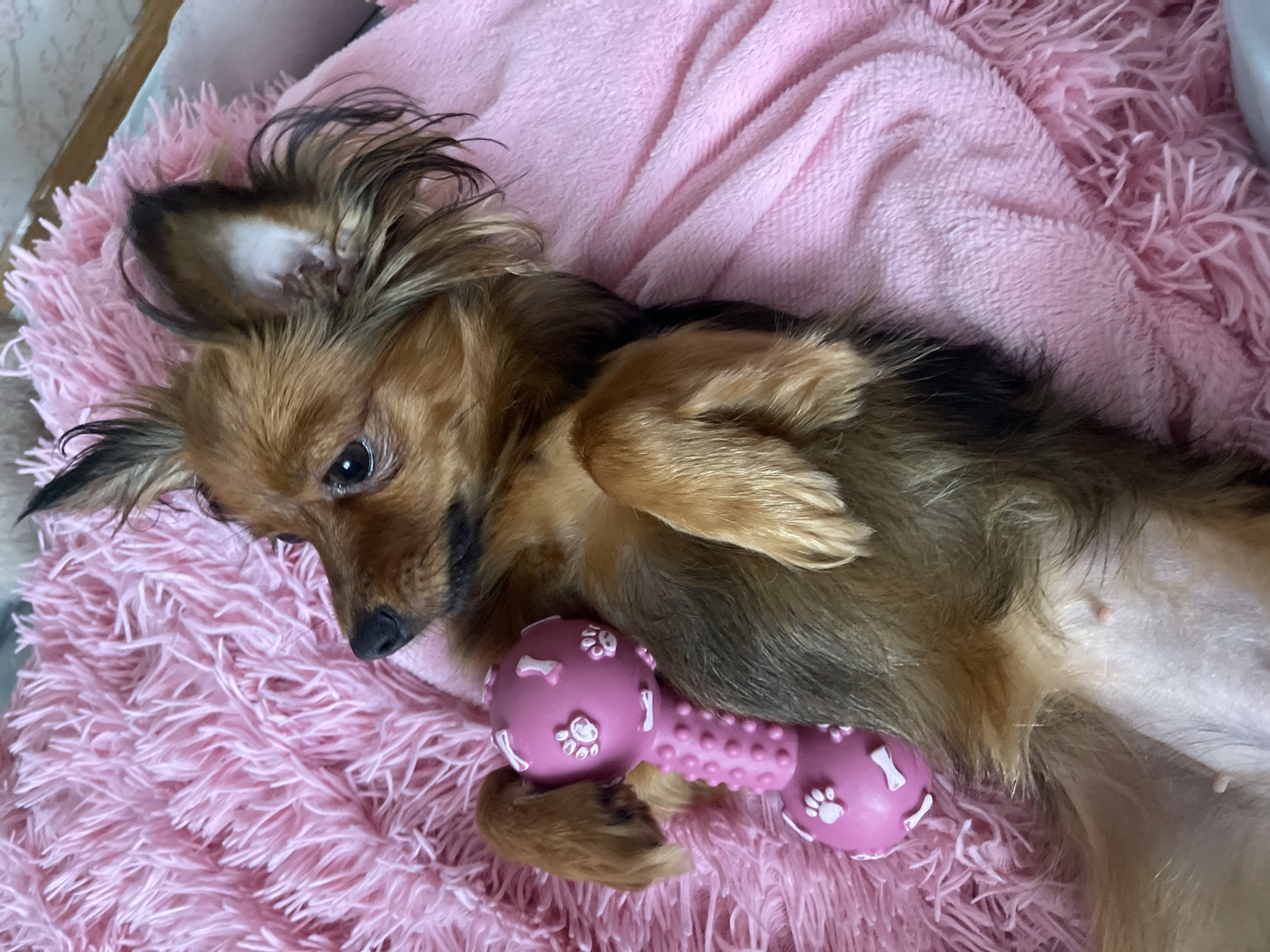 A small, long-haired tan and black dog lies on its back on a plush pink blanket. The dog has large, erect ears with black tips and dark eyes. Its paws are resting on its chest. Next to the dog is a pink, bone-shaped dog toy with paw print and bone imprints. The dog appears relaxed and comfortable. The scene is likely indoors, given the soft furnishings and implied controlled environment. The time of day and weather are not discernible from the image. There is no visible text in the image. The setting is likely a home or pet-friendly establishment.