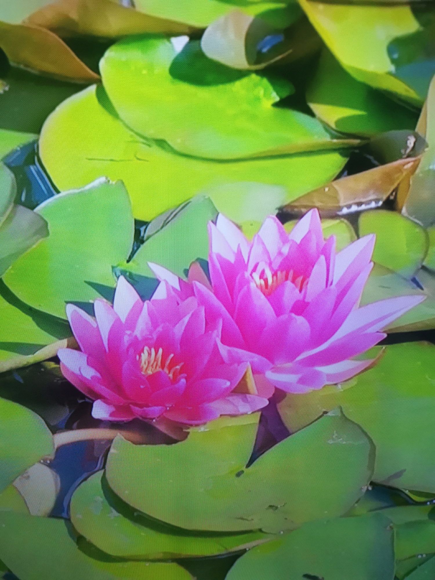 This media file shows a close-up view of two vibrant pink water lilies floating on dark water, surrounded by large, green lily pads. The water lilies are in full bloom, with their petals spread open to reveal their delicate inner structures. The lily pads are broad and flat, with some showing slight imperfections or a folded edge. Sunlight dapples the scene, highlighting the glossy texture of the lily pads and the bright hues of the flowers. The overall impression is one of serene natural beauty. The scene appears to be set outdoors, likely in a pond or lake, during daylight hours. There are no people or text visible in the image. The location context is Dnipro, Ukraine.
