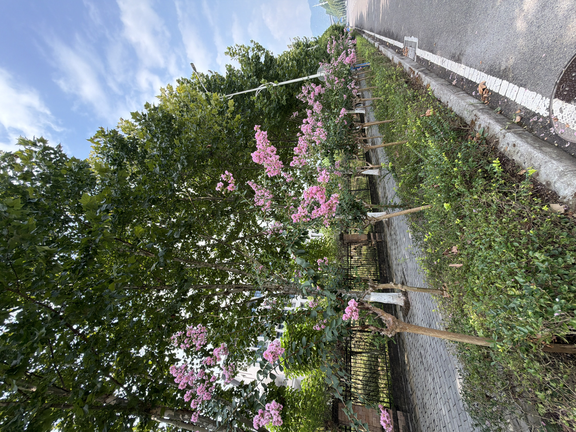 The image captures a tree-lined street in Jiangjin District, Chongqing, China, during daylight. The foreground features a paved walkway made of grey bricks, bordered by a neatly trimmed hedge of green bushes. Several slender trees with pink blossoms are planted along the walkway, with their trunks painted white at the base. Behind the trees, a black wrought-iron fence encloses a green space, and a building with white facade and dark windows is visible. Further down the street, more trees line the road, and a lamppost is present. The road itself is asphalt with white lane markings, and a concrete curb separates it from the pedestrian area. In the background, rolling hills are visible under a sky with scattered white clouds. The overall scene depicts a well-maintained urban environment with natural elements.