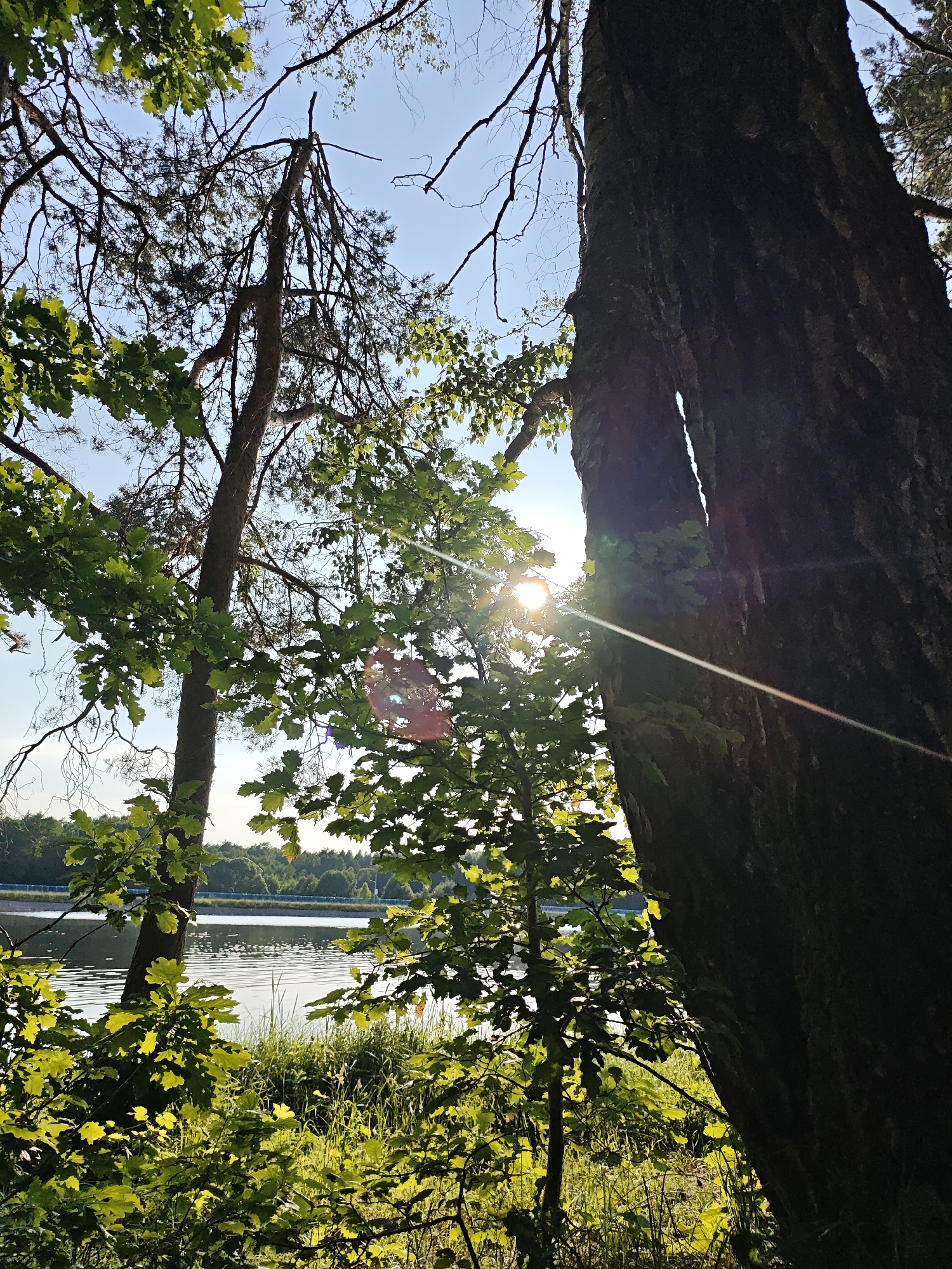 A low-angle shot captures a sunlit scene of a forest overlooking a calm body of water. In the foreground, the dark, textured bark of a large tree trunk dominates the right side of the frame, with a deep vertical split running through it. Sunlight streams through the dense green foliage of oak trees on the left, creating lens flares and dappled light. A thinner, taller tree with sparse branches is visible behind the oak leaves.
Beyond the trees, a wide expanse of water reflects the clear blue sky. A distant treeline of lush green trees borders the far side of the water, with a hint of a blue structure, possibly a walkway or barrier, visible along the shore. The sun, positioned high in the sky, casts a warm glow on the scene, suggesting it is midday or late afternoon on a clear day. The overall atmosphere is serene and natural, evoking a sense of peace and the beauty of a summer day in a forest setting. There is no visible text in the image.