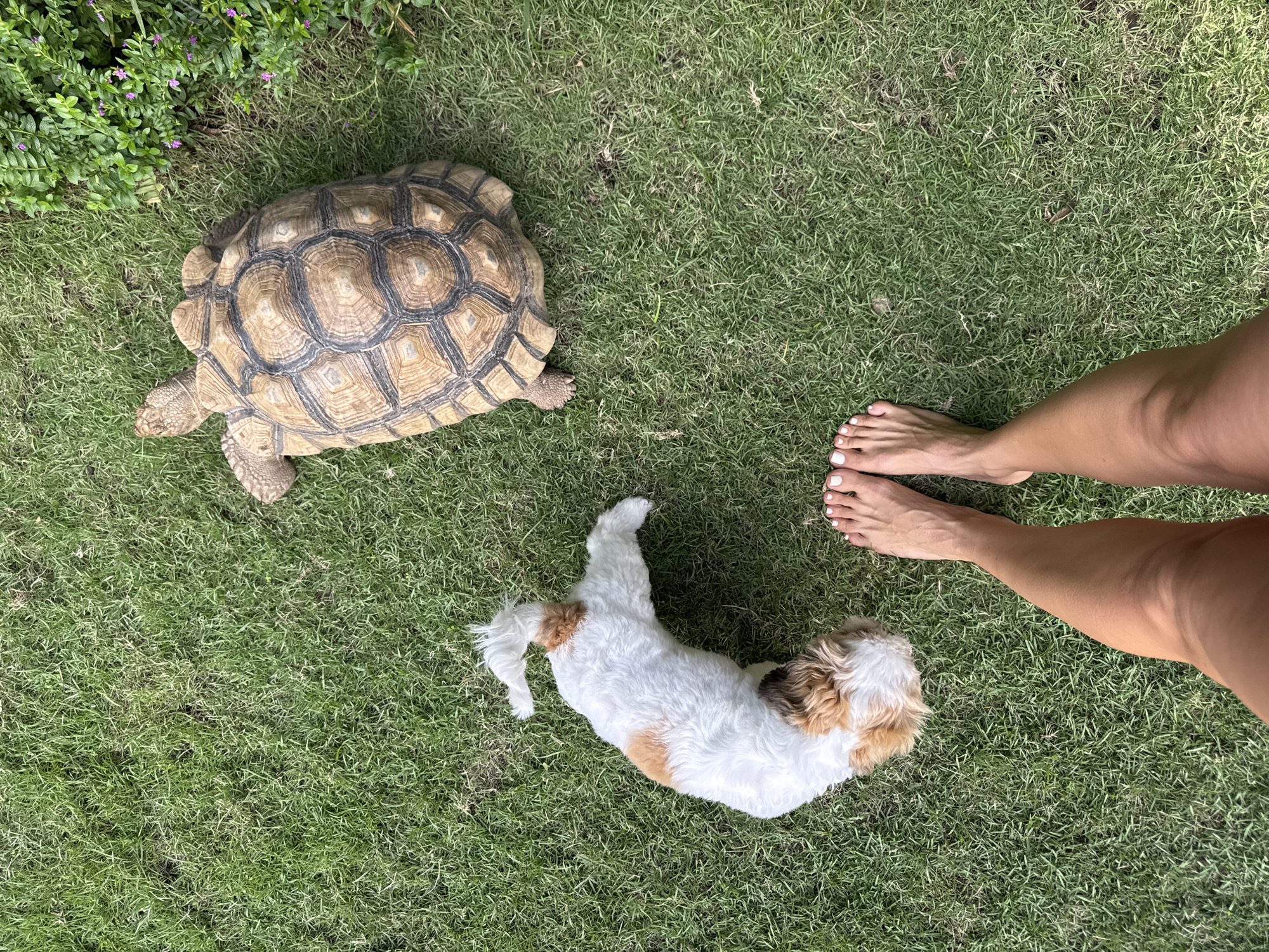 A high-angle shot shows a grassy yard in Kuta Selatan, Indonesia. A medium-sized tortoise sits to the left of frame, near a patch of green foliage with small purple flowers. In the center, a small, white and brown dog lies on its back with its legs in the air. To the right, a pair of tanned legs and feet with white toenail polish are visible. The overall scene is bathed in natural light.