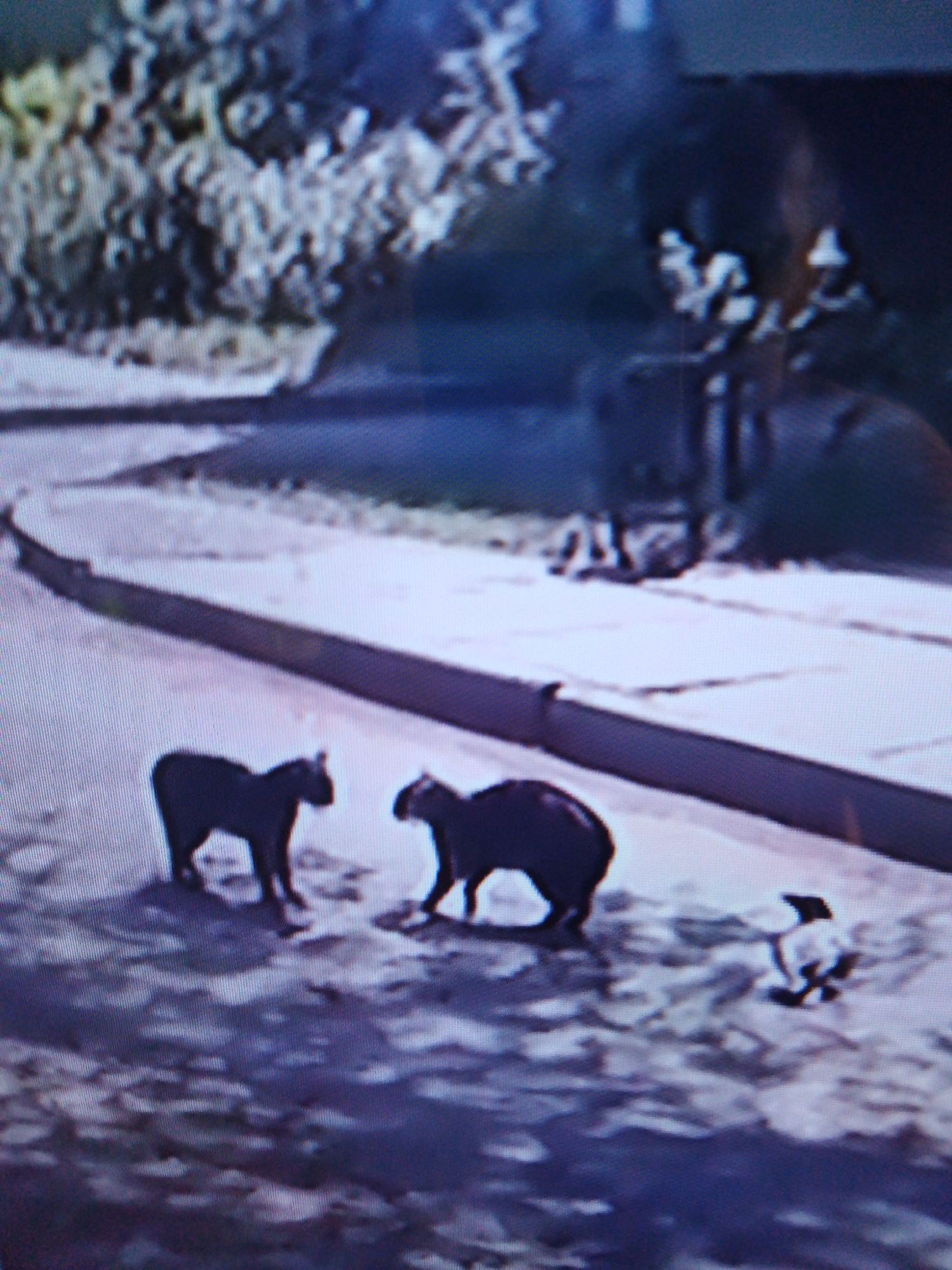 The image depicts an outdoor scene on a paved surface, possibly a sidewalk or street, with a curb on the left. Three animals are visible. Two are dark-colored, quadrupedal animals that appear to be capybaras, walking on the pavement. One capybara is to the left, facing right, and the other is to the right of the first, also facing right. A third, smaller animal, black and white, is positioned to the right of the capybaras, appearing to be lying down or in a resting posture. The background shows foliage on the left and a blurred, dark structure on the right. The lighting suggests it is daytime. There are no people visible in the frame.