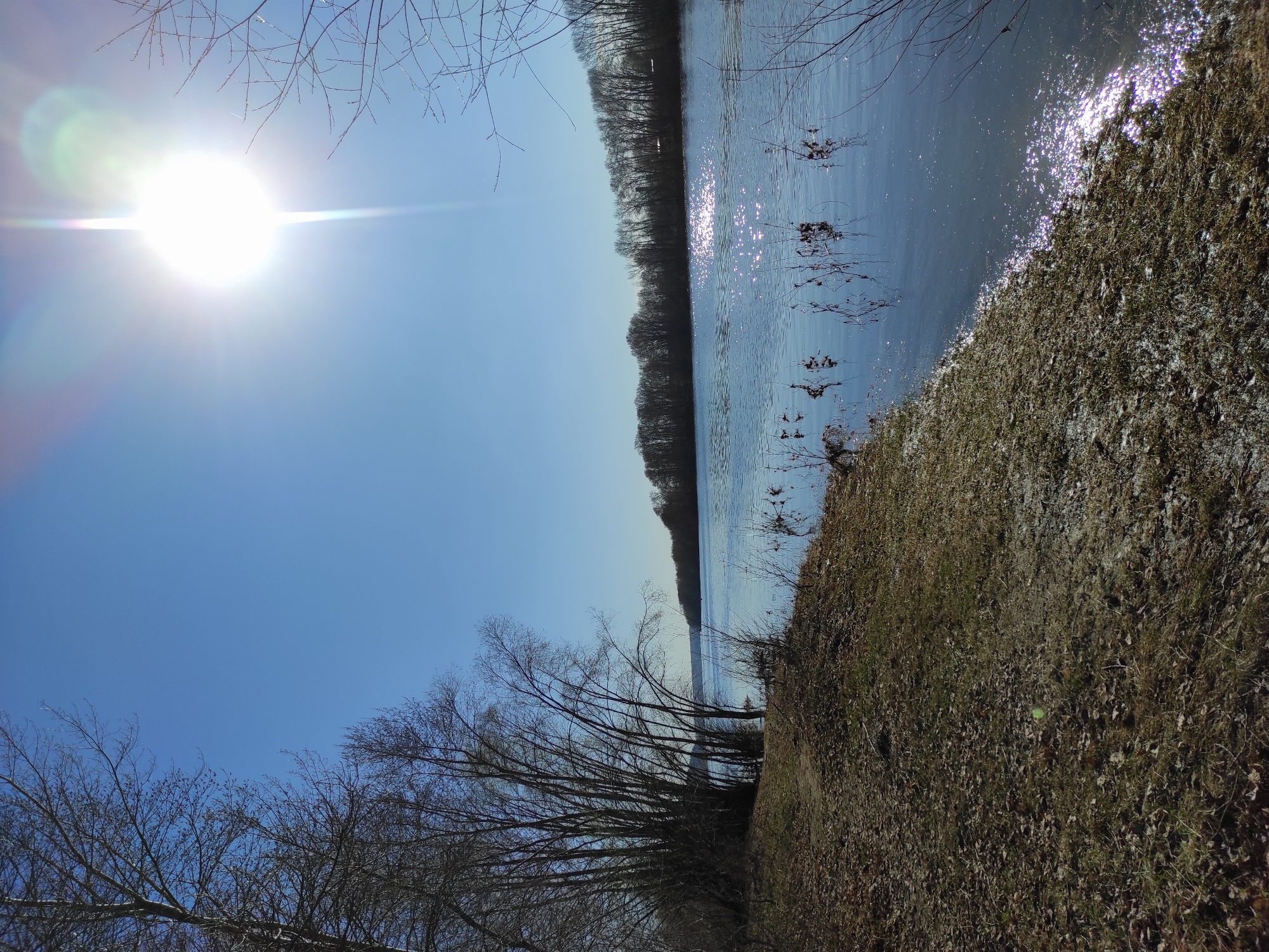 The image shows a landscape with a body of water, likely a river or lake, under a bright blue sky. The sun is prominently positioned in the upper left, causing lens flare. On the right side of the water, there is a grassy bank covered with dry vegetation and scattered leaves. Along the opposite side of the water, a dense line of trees forms a dark horizon. The foreground includes bare branches of trees, adding depth to the scene. The location is Chaikovsky, Russia.