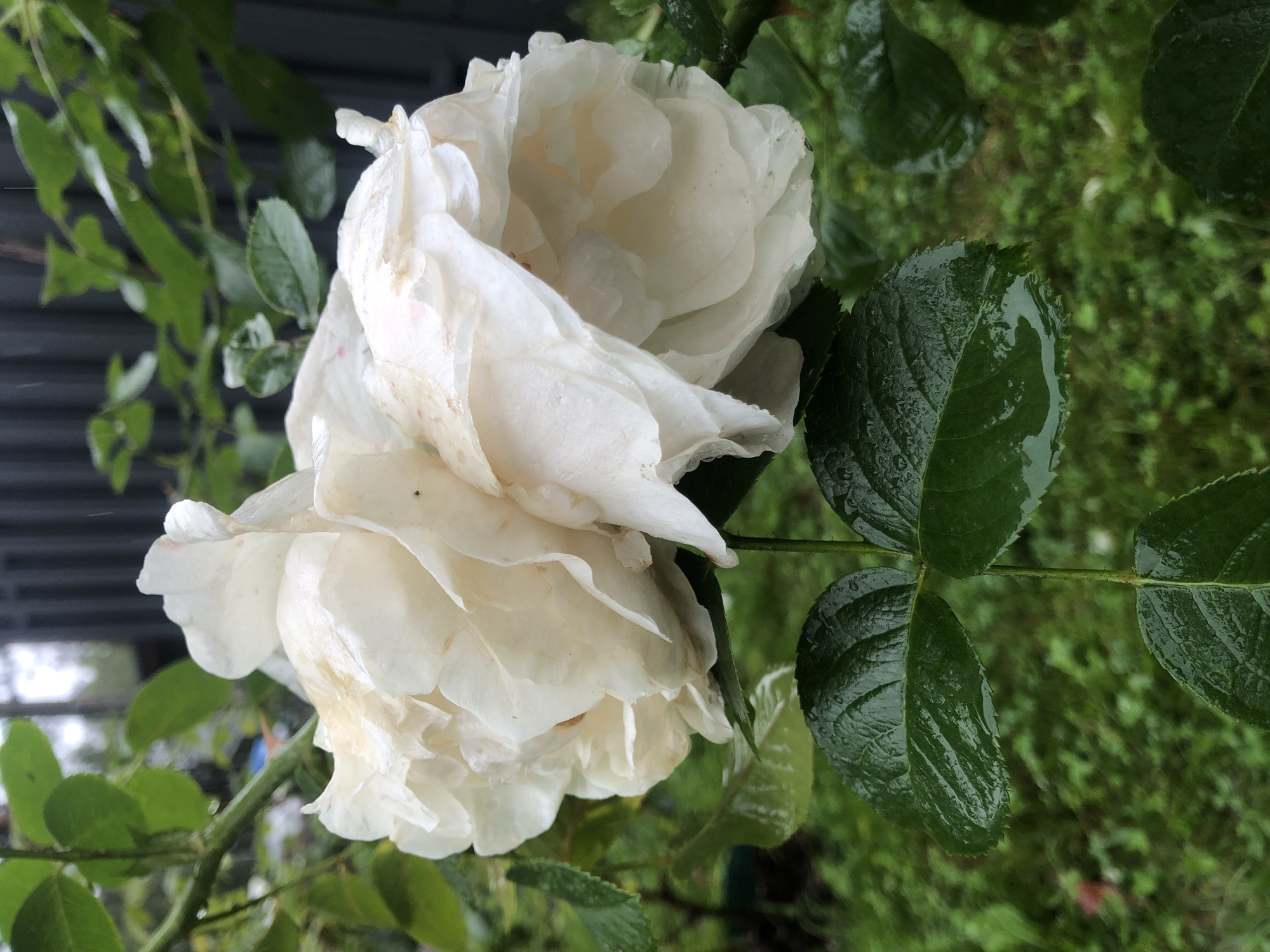A close-up, high-angle shot shows a white rose in bloom, its petals layered and slightly unfurled, with visible water droplets and smudges of dirt. The rose is positioned on the right side of the frame, with its stem extending downwards and to the left, supporting several dark green, wet leaves. The background is softly blurred, revealing more green foliage, a patch of grass, and a dark, corrugated fence. The overall impression is that of a garden setting, possibly experiencing light rain, with no humans or animals present.