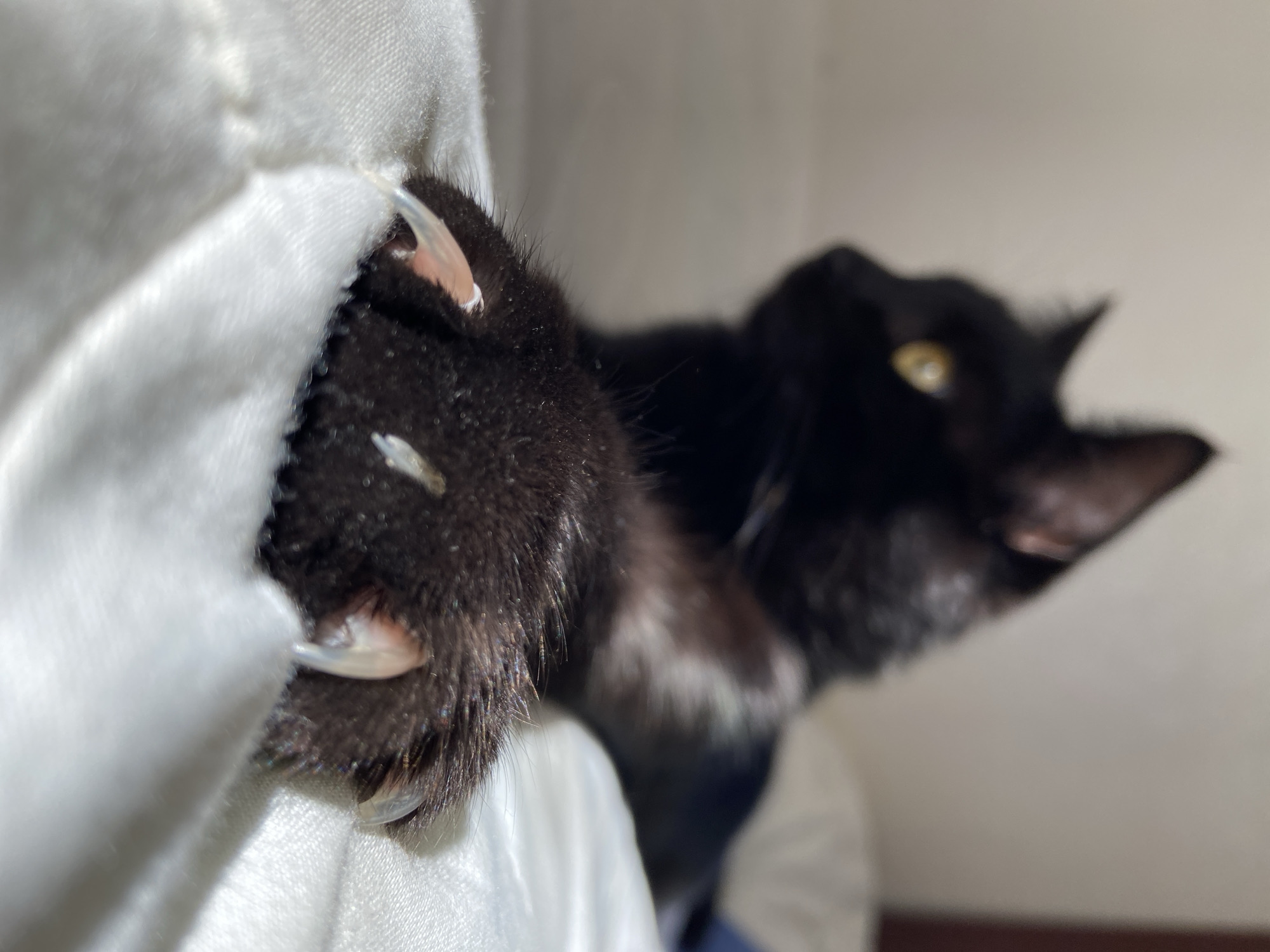 The image shows a close-up of a black cat's paw with its claws extended, digging into a white fabric. The fabric is soft and textured, appearing to be made of a plush material. The cat's fur is dark and appears to have some fine, lighter-colored hairs mixed in. The claws are sharp and translucent.
In the background, the rest of the black cat is visible, with its head turned to the side and its yellow eyes looking towards the right of the frame. The cat appears to be partially obscured by the white fabric. The background is out of focus, with soft lighting suggesting it is indoors. The lighting on the cat's paw is bright, possibly indicating a light source from the left, casting some shadows.
The overall impression is one of a cat engaged in playful or habitual scratching behavior. The image is a close-up, focusing on the texture of the fur, the sharpness of the claws, and the interaction with the fabric. The out-of-focus background and the detailed foreground create a sense of depth. No text is visible in the image.