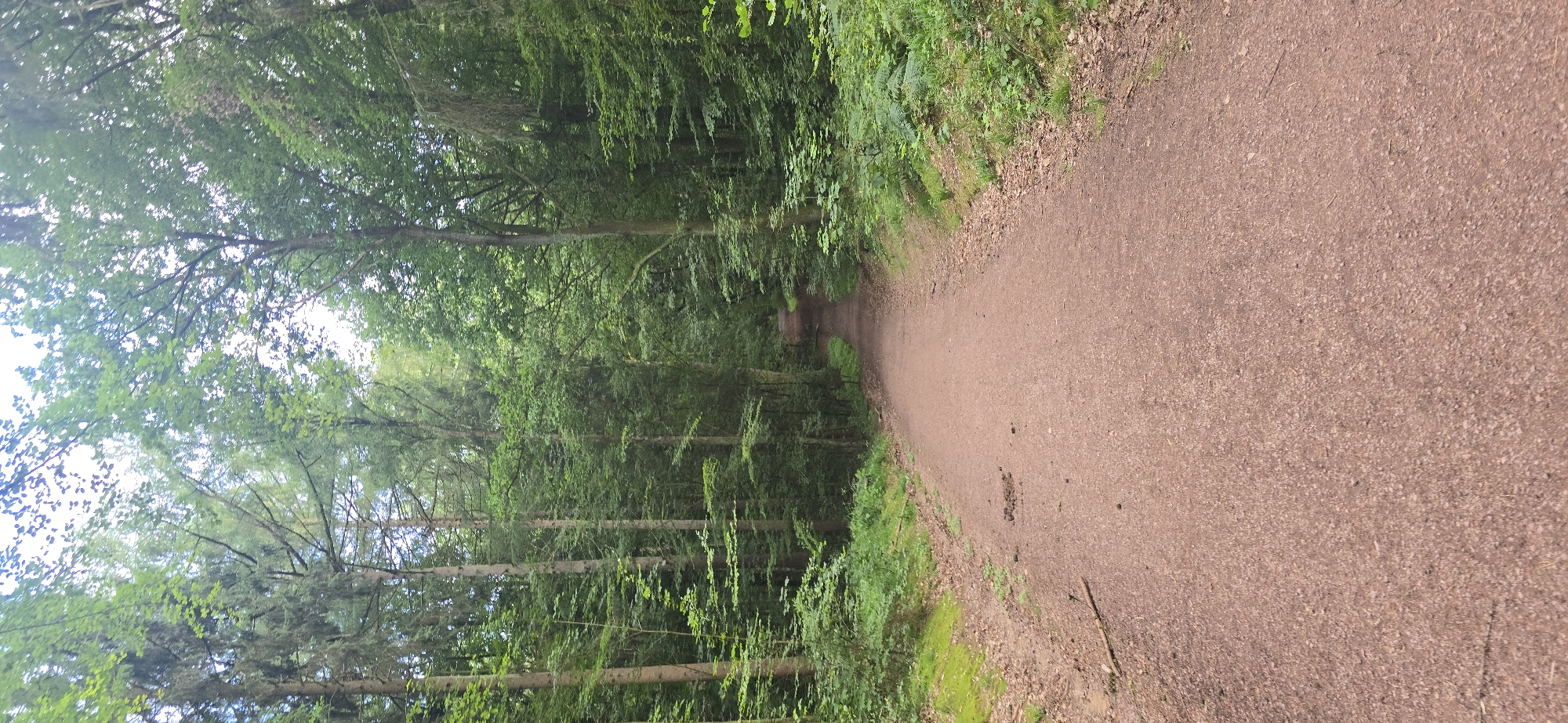 The image depicts a straight, reddish-brown dirt path in a forest. The path is approximately 10-15 meters wide in the foreground and narrows as it recedes into the distance. The path is flanked by dense green trees on both sides, with a few scattered leaves and twigs on the surface. The trees are tall and slender with a canopy of green leaves that partially obscure the sky. In the mid-ground, the path appears to curve slightly to the right and continues into the dense foliage. There are no people or animals visible in the image. The overall environment is that of a natural, wooded area. This path is located in the Harburger Berge, a hilly forest area within the municipality of Seevetal, Germany, known for its extensive hiking and cycling trails.
