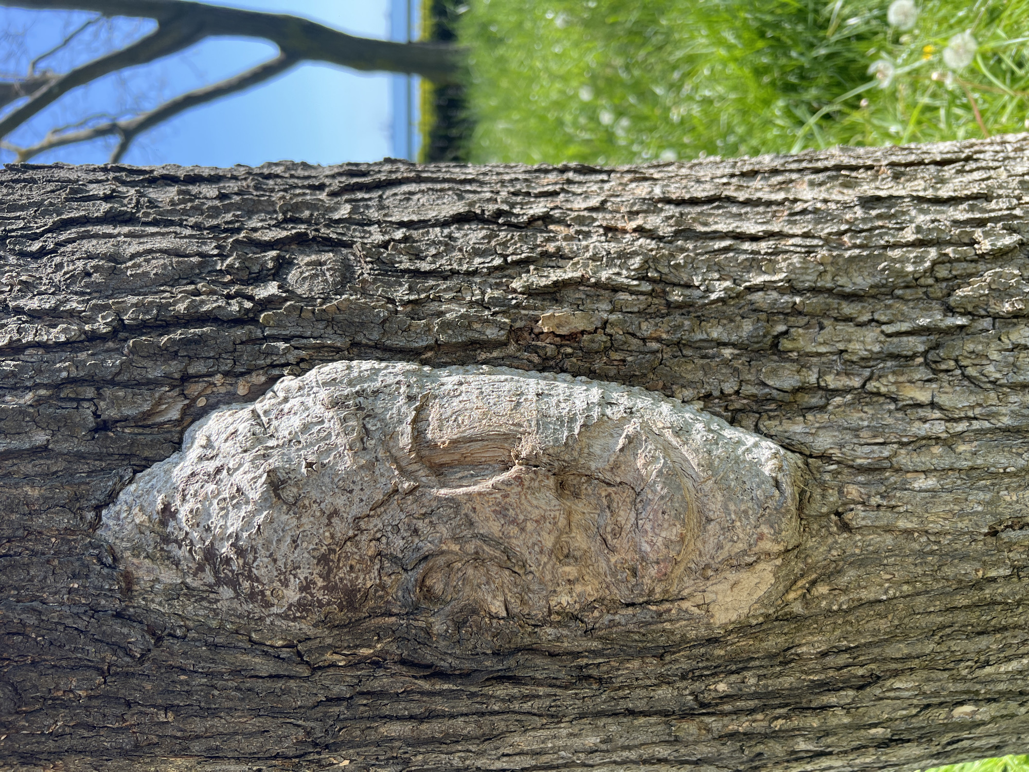 The image captures a close-up, horizontal view of a thick tree trunk, prominently featuring a large, irregularly shaped growth or burl on its side. The trunk itself has deeply furrowed, dark gray-brown bark, showing a rugged texture. The growth is lighter in color, appearing almost whitish-gray with subtle reddish-brown and beige tones, and exhibits a smoother, swirling, and undulating surface texture that contrasts with the surrounding bark.
In the blurred background, to the upper left, bare tree branches are visible against a bright blue sky, suggesting a clear, sunny day. To the upper and lower right, a softly focused expanse of green grass with scattered white dandelion-like seed heads indicates an outdoor, natural setting, likely a park or field. No people or visible text are present. The lighting is natural and bright, casting shadows that emphasize the varied textures of the bark and the distinctive growth. This scene is located in Burgas, Bulgaria.