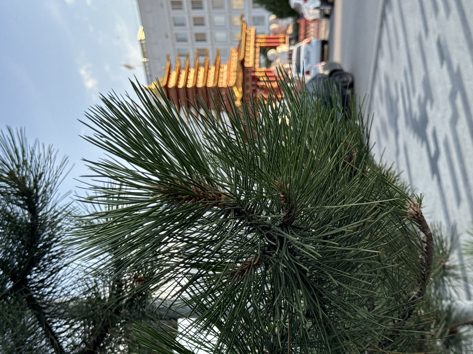 The image captures a close-up view of a pine tree branch in the foreground, its needles sharp and green against a blurred background. In the middle ground, a distinctive multi-tiered pagoda-style building, possibly the Golden Abode of the Buddha Khan, is visible, its warm, golden-orange roof catching the light. To the right of the pagoda, a modern, light-colored building with numerous windows stands. A street is present in front of the buildings, with several cars parked or driving, including a dark-colored sedan and white cars. The ground in the foreground shows a patterned shadow from what appears to be a fence or railing. The sky above is a clear, pale blue with a few wispy clouds. The scene is set in the city of Elista, Russia, indicated by the presence of the Golden Abode of the Buddha Khan.