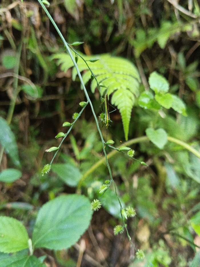 A close-up photograph taken in Mengzi City, China, depicts a slender, green plant stem extending diagonally across the frame from the upper left to the lower right. Along its length, the stem bears multiple small, light green structures: teardrop-shaped buds or leaves in its upper section and spherical, spiky seed pods or flowers, each approximately 3-4mm in diameter, in its lower section. Suspended from this stem, positioned slightly to the right of the vertical center, is an elongated, predominantly light green insect, approximately 3-4cm in length, exhibiting subtle longitudinal yellow markings on its body and slender legs gripping the stem. The background is out of focus, comprising various shades of green foliage, including a prominent light green fern frond in the upper right and broader green leaves in the lower left, indicating a lush, vegetated outdoor environment.