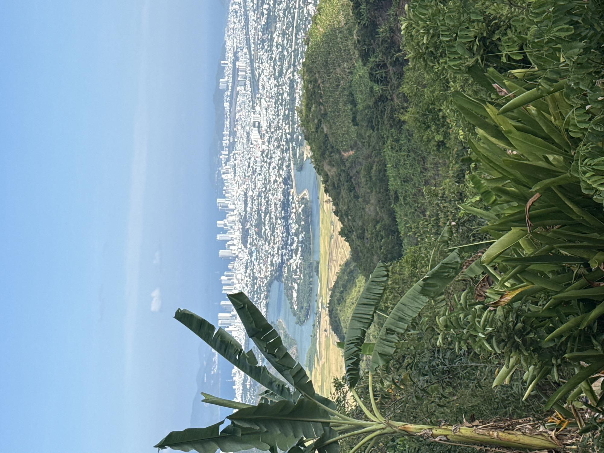This image captures a sweeping panoramic landscape view from a high vantage point, looking down upon a coastal city, a river, and surrounding natural terrain under a clear blue sky. The photo appears to be taken on a sunny day, likely mid-day, with bright, even illumination.
In the immediate foreground, prominent large, green leaves, resembling those of a banana plant or a similar tropical species, frame the bottom and right side of the view, suggesting a lush, verdant environment at the observer's location.
Beyond the foreground foliage, a wide river or bay meanders through the landscape. Along its banks, flat agricultural fields, possibly rice paddies, are visible, displaying a mosaic of green and golden hues. To the right, a steep, densely forested hillside, covered in rich green vegetation, slopes down towards the river, creating a natural divide between the cultivated land and the urban area.
The midground and background are dominated by an extensive cityscape. Countless white and light-colored buildings stretch horizontally along the coastline or river, indicating a densely populated urban area. The city features a mix of structures, from smaller buildings to taller high-rises, extending towards the hazy blue horizon where the city meets the sea. Distant mountains or landmasses are faintly discernible in the far background beyond the urban sprawl.
No specific activities or people are visible, focusing the viewer's attention on the vastness of the natural and urban landscape. There is no visible text in the image. The scene conveys a sense of a vibrant coastal region where natural beauty intertwines with extensive urban development, consistent with the provided location context of Tay Nha Trang Ward, Vietnam.