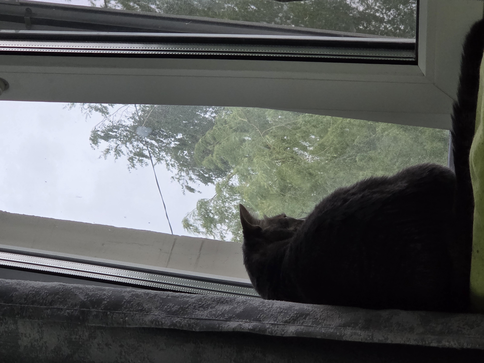 A dark gray cat is perched on a window sill, facing the window. The window offers a view of trees under a cloudy sky. The sill is draped with gray fabric. The location is unspecified.