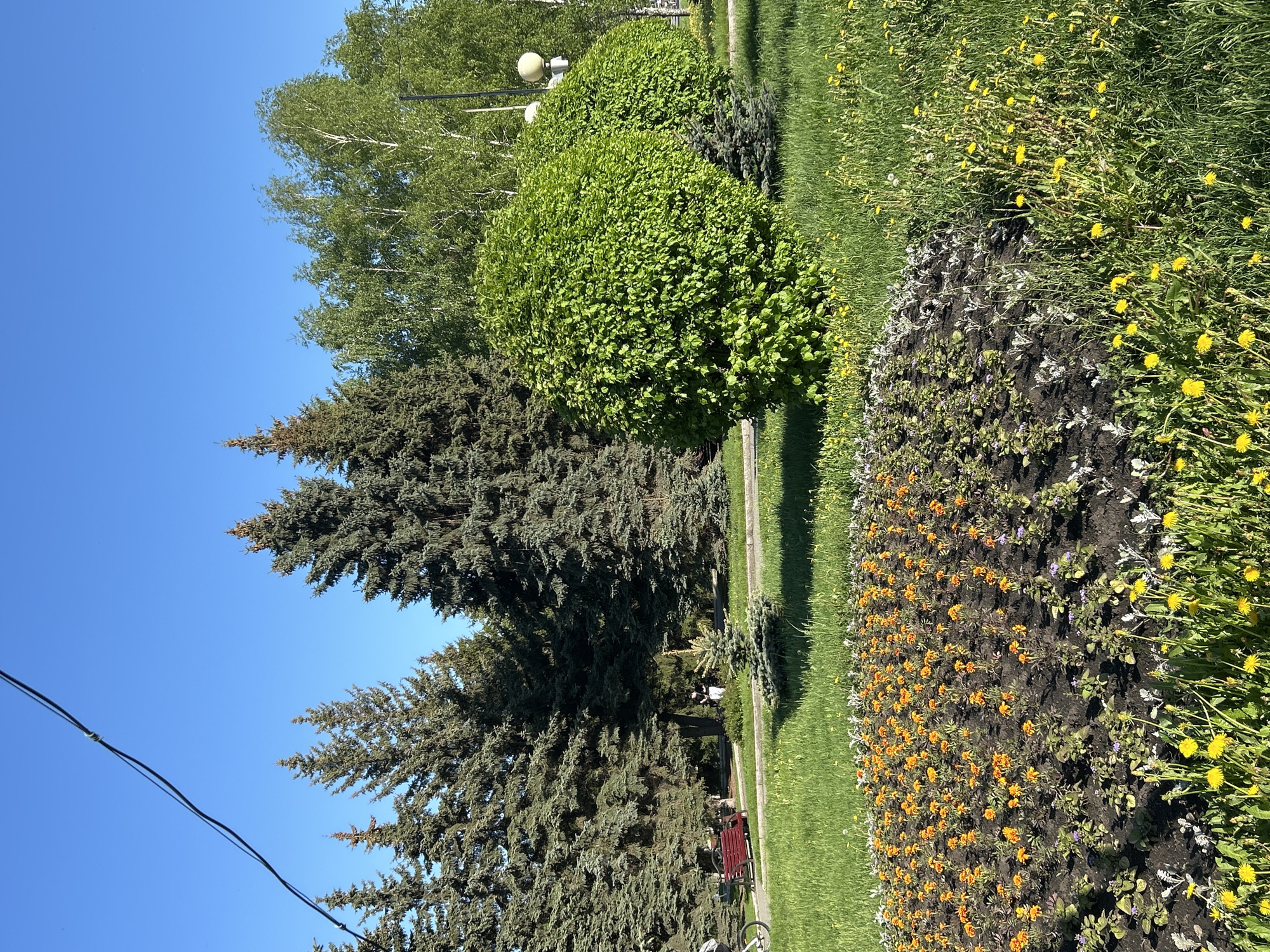 The image shows a park scene with various trees, flowers, and a clear blue sky. In the foreground, there's a flower bed with orange and yellow flowers. Next to it is a well-maintained grassy area with some yellow dandelions. Behind the flower bed are various trees, including tall evergreen trees, round bushes, and birch trees. In the middle ground, a park bench is visible. Power lines are visible in the upper left part of the image, contrasting with the natural environment. The scene depicts a tranquil park setting.