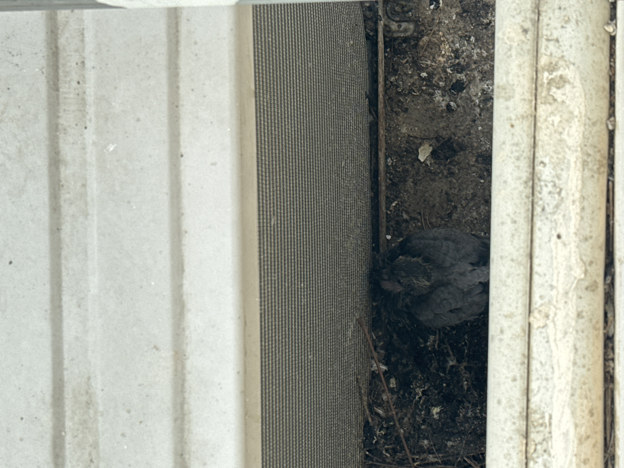 The media file captures a close-up, top-down view of a small, grey bird nestled in a dirty crevice. The bird, likely a chick or fledgling, appears to be resting or hiding, its feathers ruffled and somewhat unkempt, blending with the dark, debris-filled ground. This ground consists of dirt, small sticks, and possibly dried leaves, indicating a neglected outdoor area.
To the immediate left of the bird is a dark grey, finely-textured screen, resembling a window or door mesh, positioned vertically. Further to the left is a wider section of a light-colored, possibly off-white or light beige, vertical surface with subtle grooves or ridges, suggestive of a wall panel or part of an external structure.
To the right of the bird, a thick, weathered, light-colored vertical beam or frame element defines the edge of the crevice. This structure exhibits stains and discoloration, indicating exposure to the elements and age. The overall scene suggests an outdoor setting, possibly a window sill, balcony ledge, or a narrow gap between building components in an urban environment.
The lighting is somewhat subdued, and there are no direct shadows, making the time of day difficult to ascertain definitively. No human figures are present, nor are there any discernible emotions expressed by the bird beyond its static resting posture. There is no visible text in the image. The location context provided is Pattaya City, Thailand.