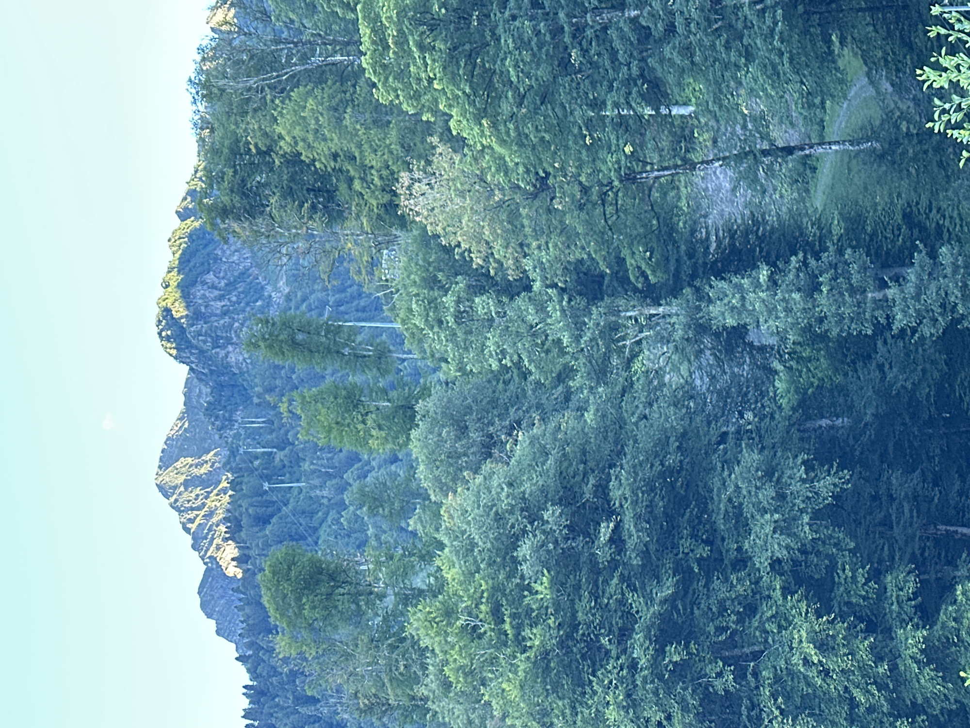 This is a vertical, slightly blurry, medium-shot, eye-level photograph of a mountain slope covered in lush green trees under a clear, pale blue sky. The mountains are rocky and rugged in the background, with some patches of sunlight illuminating their peaks. In the midground, the trees are dense and varied in height, creating a textured landscape. The foreground shows more trees and foliage, with a hint of a winding dirt path visible through the trees on the right side of the frame. There are no people or animals visible in the image. The overall impression is one of a natural, serene mountain environment, characteristic of the area around Estosadok, Russia.
