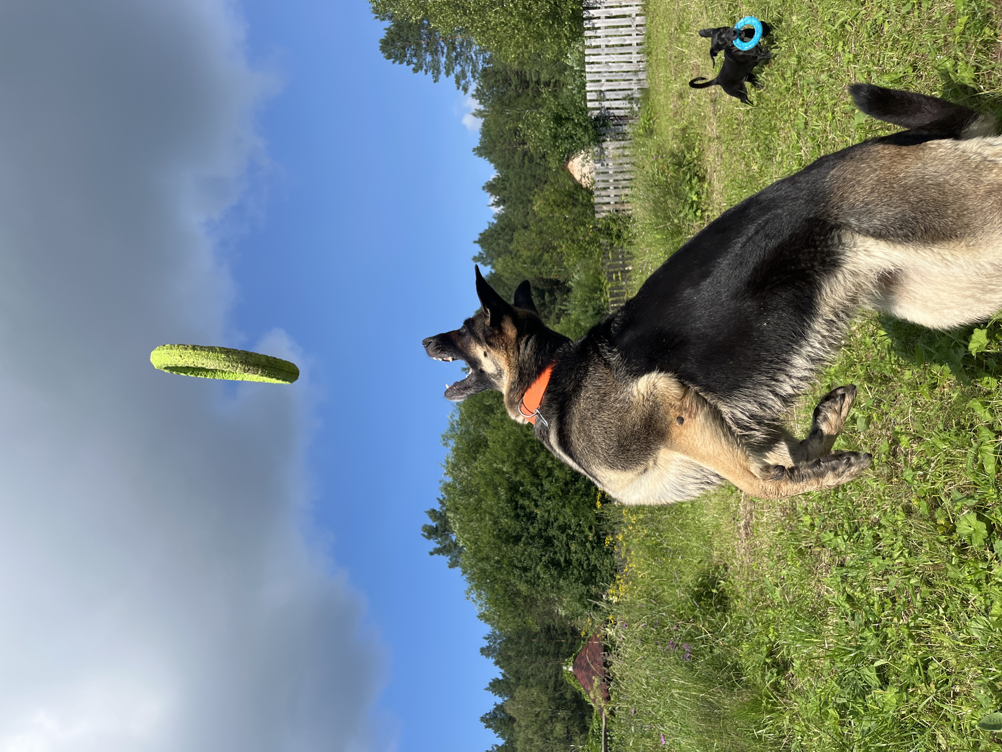 In a grassy field under a partly cloudy blue sky, a large German Shepherd dog is captured mid-jump, attempting to catch a bright green ring toy suspended in the air. The dog wears an orange collar. In the background, a smaller black dog is visible playing with a blue ring toy. A wooden fence runs along the right side of the frame, and a line of trees forms the horizon. The scene appears to be a rural or suburban outdoor setting. There is no visible indication of the city of Nizhny Tagil, Russia, or any identifiable landmarks.