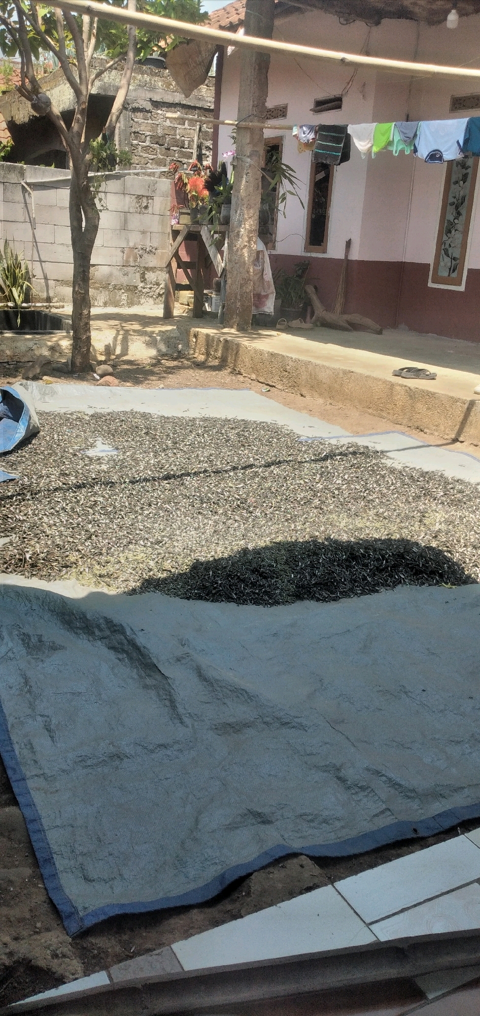 A pile of dried fish is spread out on a blue tarp on the ground in the foreground. The fish are small and appear to be sun-dried. In the background, there is a house with a white and brown facade. Clothes are hanging on a clothesline in front of the house. There are also trees and plants visible in the scene. The location is Rahong, Indonesia.