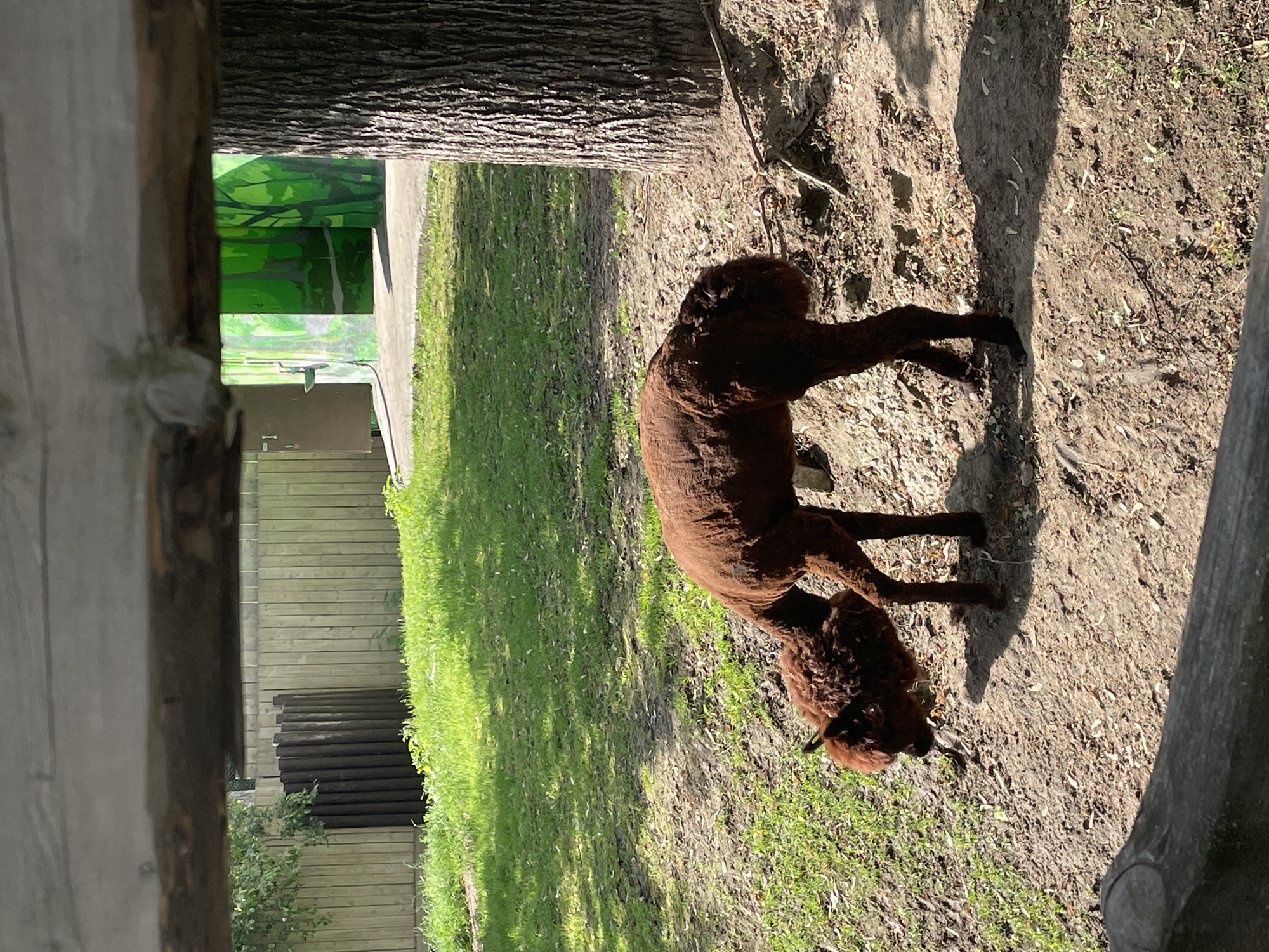 A brown alpaca stands on grass and dirt in what appears to be a park or zoo setting. In the background, there's a fence, green vegetation, and part of a structure that might be a building or enclosure. The location is Moscow, Russia.