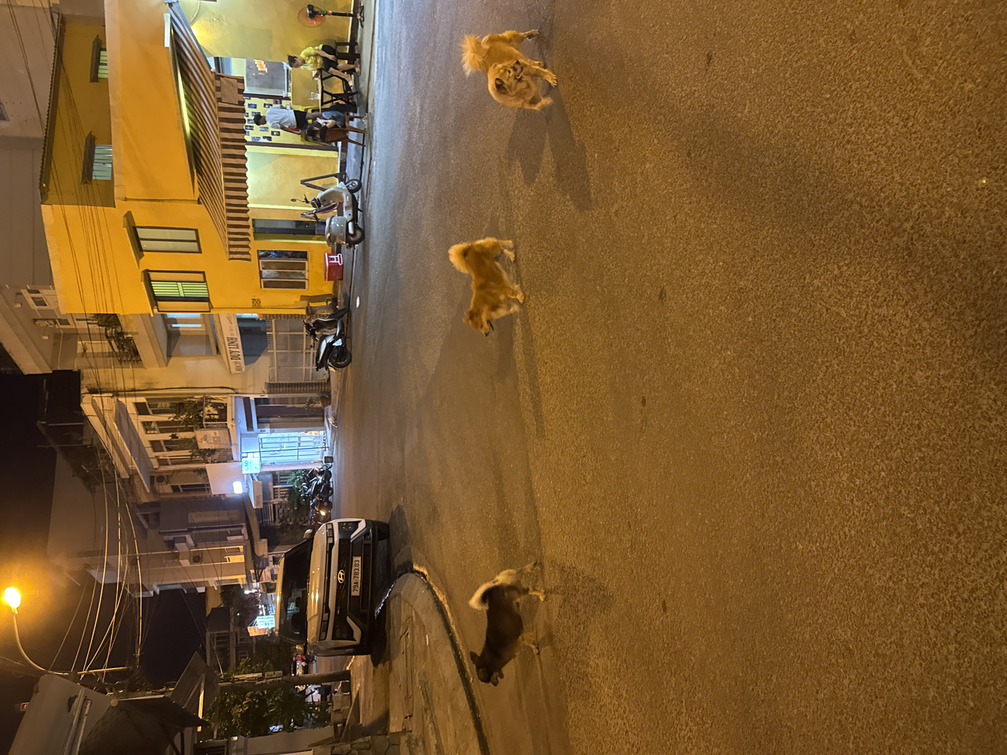 At night, a street in Nha Trang, Vietnam, is illuminated by a street lamp and the lights from buildings. A white SUV is parked on the left side of the road. Across the street, a yellow building with awnings houses a cafe where several people are seated at tables. A fan is visible on the right side of the building. Three dogs are walking on the asphalt road. One dog, dark brown with a fluffy tail, is on the left side of the road. Two tan-colored dogs with fluffy tails are in the middle of the road. Scooters are parked in front of the cafe. The road surface is asphalt with distinct texture variations due to lighting. Buildings on either side of the street appear to be multi-story structures typical of urban environments. Electrical wires are strung overhead.