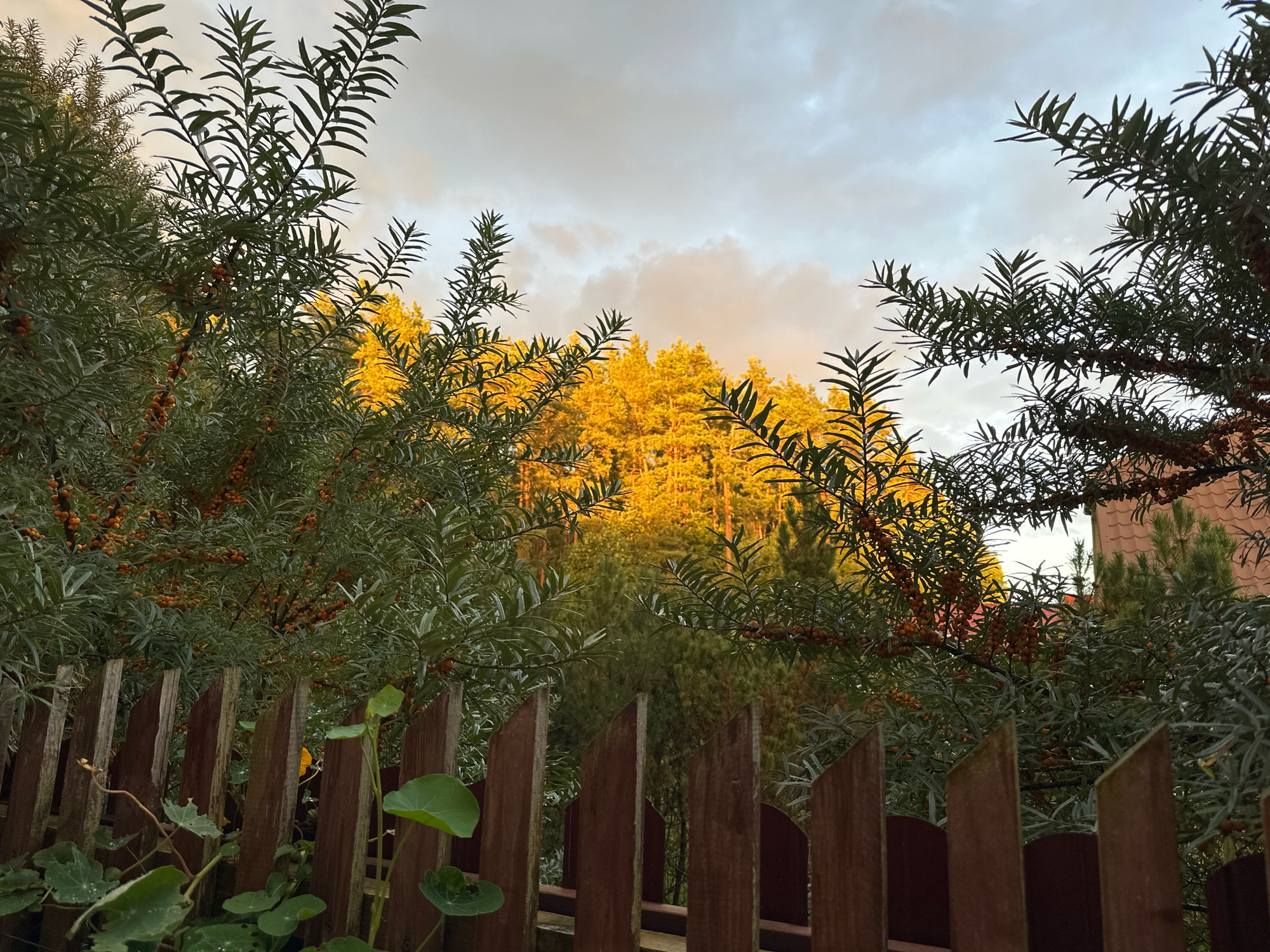 In Vilnius, Lithuania, a wooden fence made of vertical planks with pointed tops separates the foreground from a background of dense trees. The trees in the middle ground are bathed in the warm, golden light of sunset, creating a vibrant glow. In the foreground, branches of a shrub with small, orange berries overhang the fence, with some green leaves and vines visible near the base of the fence. The sky above is a mix of gray clouds and patches of the sunset-colored sky.