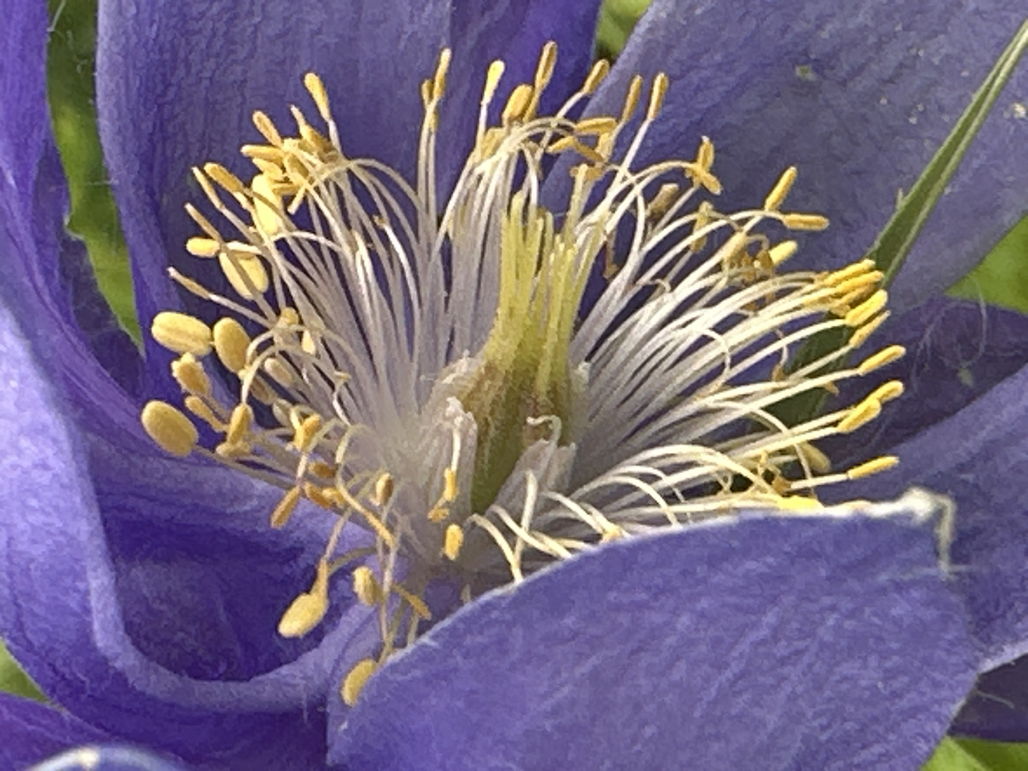 This is a close-up, macro photograph of a purple flower, focusing on its intricate internal structure. The petals of the flower are a deep, velvety purple, with a soft, textured surface. The center of the flower is a riot of delicate stamens, which are a pale white, almost translucent, and topped with small, bright yellow anthers. These stamens arc outwards, creating a complex, fanned-out appearance. A bright yellow-green pistil is visible at the very center, adding a vibrant splash of color. Hints of green foliage can be seen in the background, suggesting an outdoor, natural setting. The lighting appears to be soft and natural, possibly indicating daytime, and there are no obvious weather cues. No people, text, or specific events are depicted. The overall impression is one of natural beauty and delicate detail.