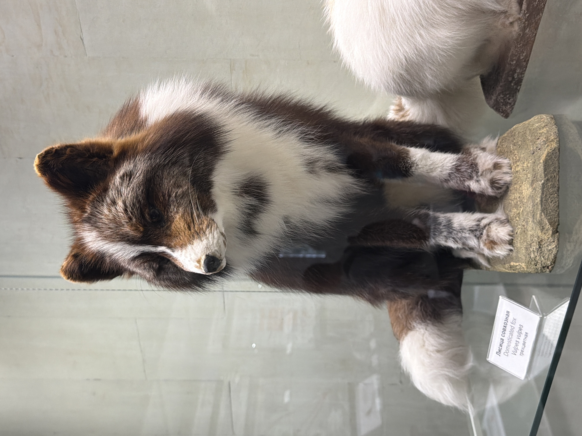 This media file is a photograph of a taxidermied fox in what appears to be a museum exhibit. The fox is lying on its side, curled up on a stone. It has dark brown and white fur. The background is a light-colored, possibly tiled wall. To the right of the fox, there is a white furry object, possibly another taxidermied animal. There is a small white sign with text on it, placed in front of the fox. The text on the sign is in Russian and English. The Russian text reads "Лисица совхозная" and "трецветная". The English text reads "Domesticated fox" and "Vulpes vulpes". The lighting suggests an indoor environment, possibly with artificial lighting. There are reflections visible on the glass surface, indicating the exhibit is behind glass. The overall scene is still and static, characteristic of a museum display.
