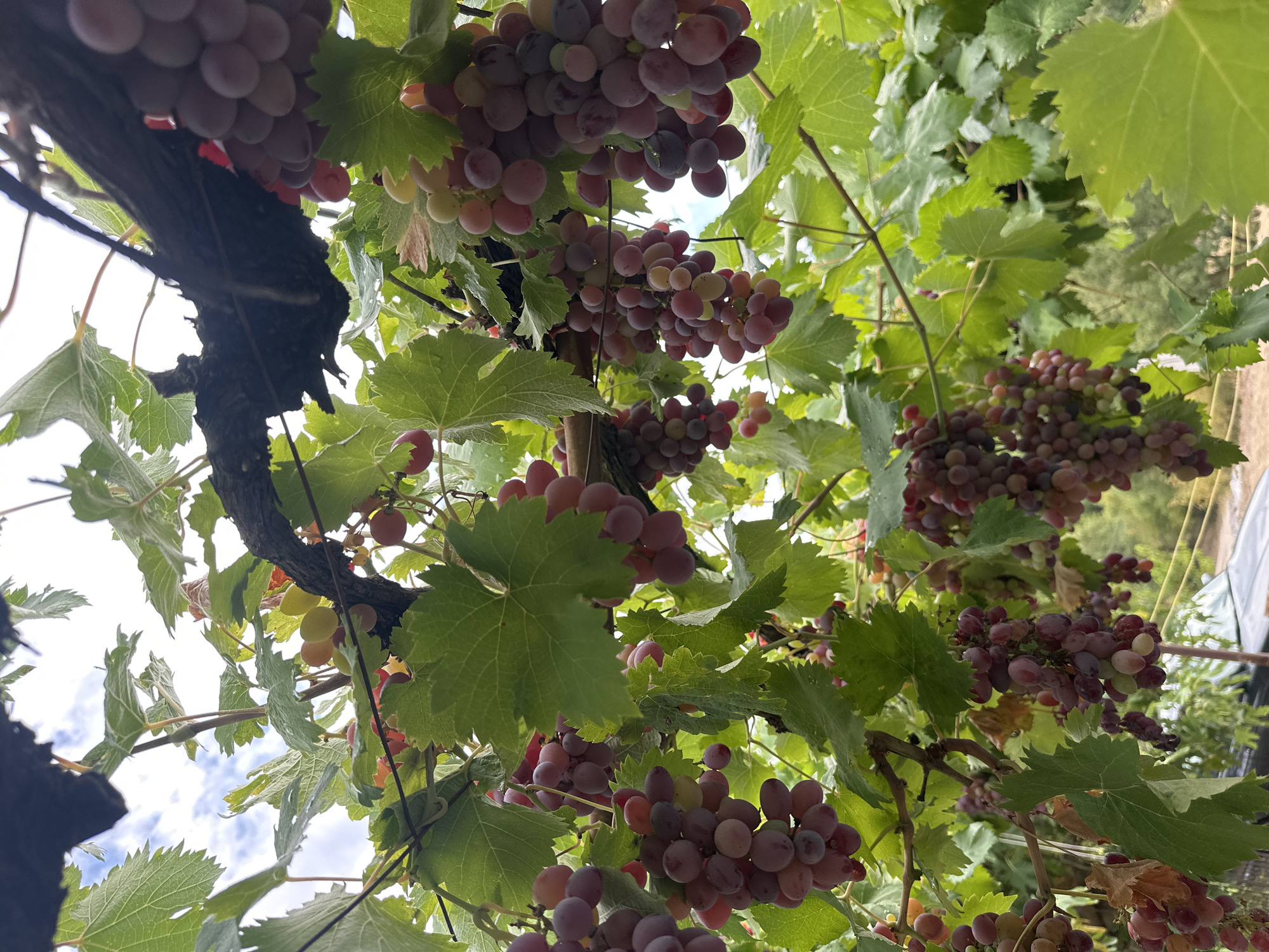 In a vineyard under a cloudy sky in Cetinje, Montenegro, numerous bunches of ripe red grapes hang from thick, gnarled vines. The grapes are a deep reddish-purple, with some clusters showing a mix of green and pink hues, indicating varying stages of ripeness. Large, green grape leaves, some showing signs of drying or browning, surround the fruit, creating a lush canopy. The vines are supported by wooden stakes and wire structures, characteristic of a traditional vineyard. In the background, a blurred landscape of green trees and foliage is visible, with hints of structures suggesting a rural or semi-rural setting. The overall impression is one of an abundant harvest in a natural, sun-dappled environment.