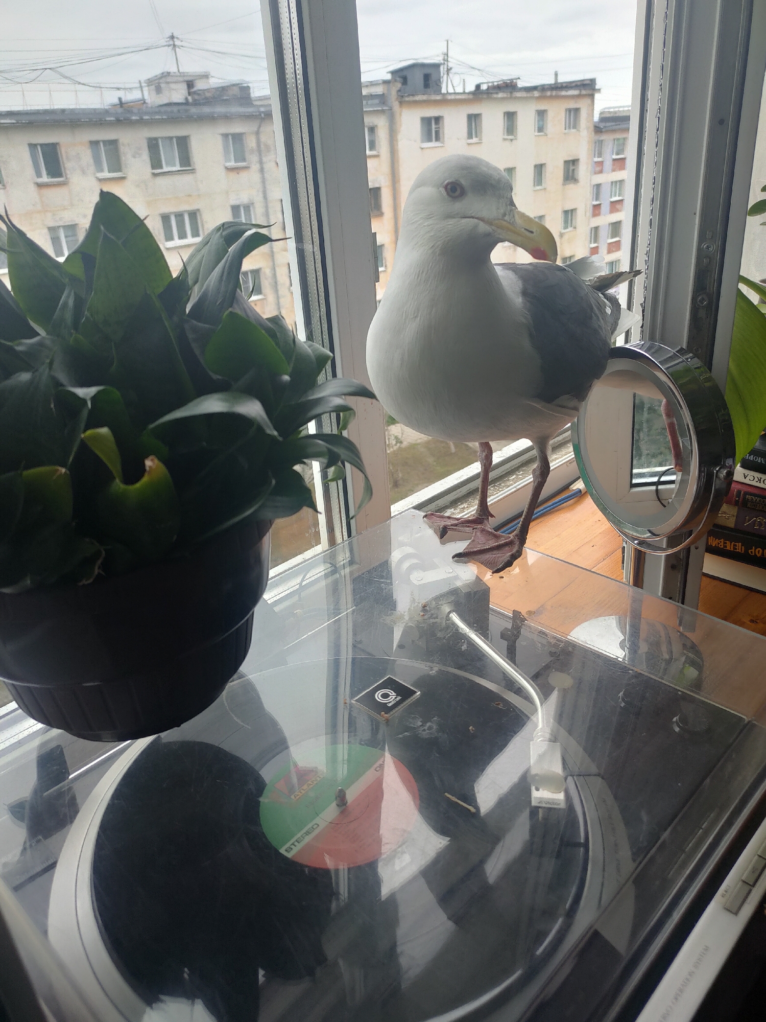 A seagull is perched on the edge of a window sill. The window looks out onto apartment buildings in the city of Magadan, Russia. In the foreground, a record player with a vinyl record is visible. A potted plant is to the left of the seagull. A small makeup mirror is to the right of the seagull. Books are stacked on a wooden surface behind the mirror. The overall scene is indoors, near a window, with a mix of domestic and natural elements.