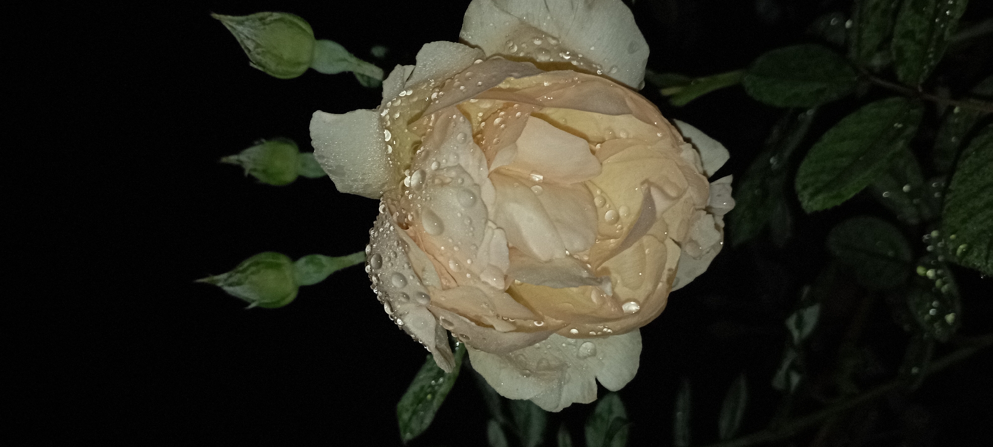 A close-up, vertical, nighttime shot shows a pale peach rose covered in water droplets. The rose is in focus, with its petals slightly open and shimmering from the moisture. Behind the rose, four green rose buds are visible, also with some water droplets on them. The background is entirely dark, creating a stark contrast with the illuminated flower. The lower part of the image shows dark green leaves, also wet with water droplets. There is no indication of the specific location within Radisne, Ukraine.
