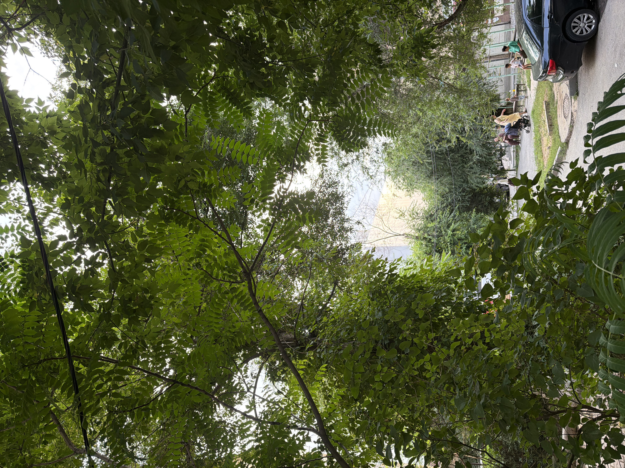 This media file depicts an outdoor scene in Shymkent, Kazakhstan, likely during the daytime with bright, possibly overcast, conditions given the dappled sunlight. The foreground is dominated by lush green foliage from trees, creating a canopy that partially obscures the view of the background.
In the mid-ground and background, a street or sidewalk is visible, bordered by a grassy area and trees. Several people are present. One individual is standing near a black car, possibly interacting with it. Further down the path, a group of people are gathered, with some appearing to be pushing a stroller or a similar wheeled object. Their posture and proximity suggest a casual interaction or movement along the path. A building with a light-colored exterior is visible behind the people.
Notable details include a black car parked on the right side of the street. There are also some manhole covers on the ground. The foliage suggests a temperate climate during a growing season. The presence of people in casual attire suggests a normal day in a residential or public area. The overall impression is one of a community gathering or everyday life unfolding in an urban setting with abundant greenery. No visible text is present in the media file.