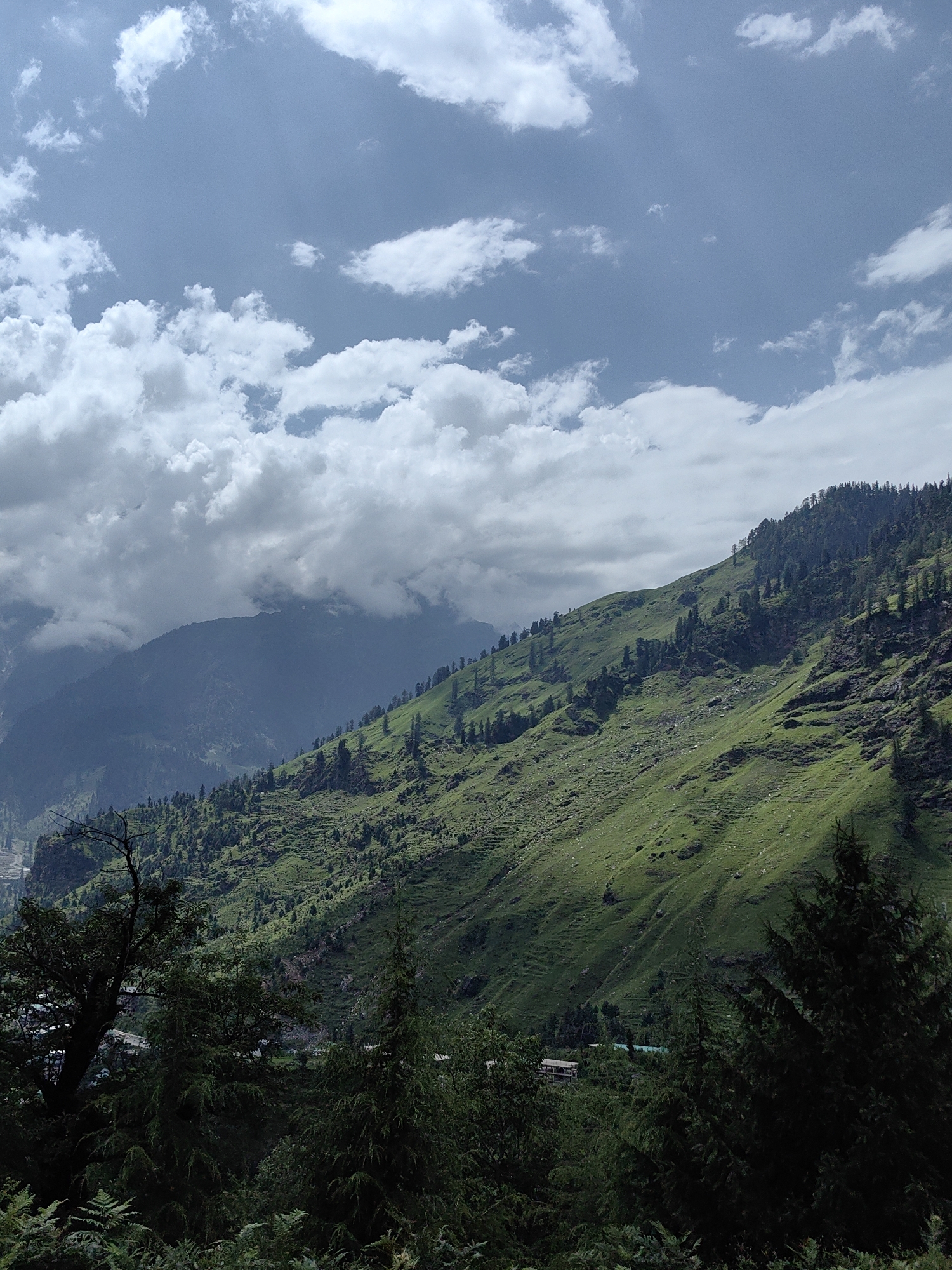The image depicts a lush green mountain slope covered in scattered trees, with patches of sunlight illuminating the terrain. In the foreground, dark green trees and ferns dominate, obscuring the lower part of the scene. The mid-ground features the vibrant green mountain, where terraced farming or natural contours are visible, dotted with numerous evergreen trees. The upper part of the image is filled with a blue sky featuring scattered white clouds, some of which appear dense and billowy. In the distance, several layers of mountains recede into a hazy blue, suggesting a vast mountainous landscape. The overall impression is one of a natural, possibly rural, setting in a mountainous region, likely during daylight hours with variable cloud cover. The location is identified as Palchan, India.