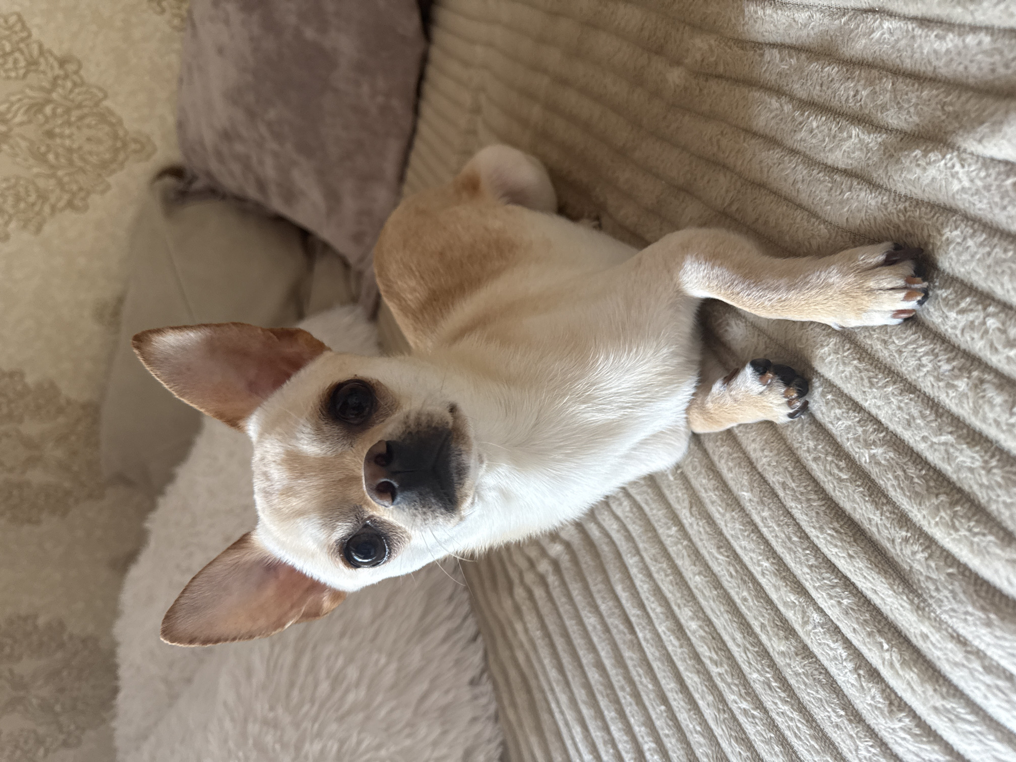 A light-colored chihuahua with large ears and dark eyes is lying on a beige, ribbed blanket on a couch. The dog is looking directly at the camera. Behind the dog are several pillows, including a large white fluffy pillow on the left and a brown pillow on the right. The background wall has a textured pattern. The image does not provide any information about the city of Rustavi, Georgia, or any specific location within a city.