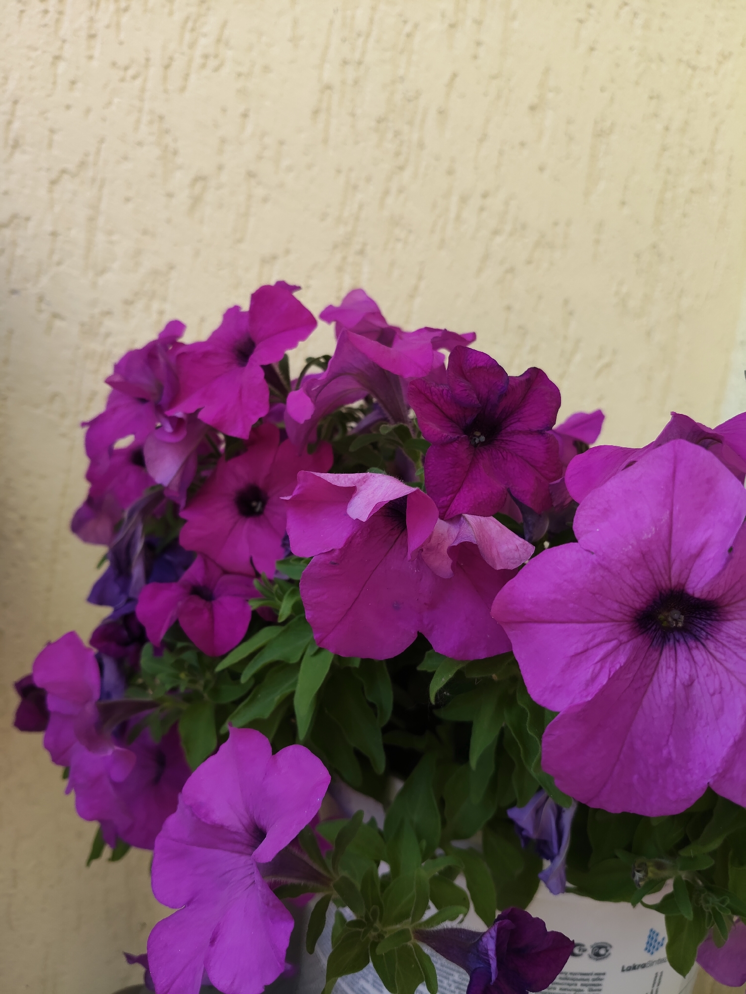 The image shows a close-up of a potted plant with several vibrant purple petunias in bloom. The flowers are various shades of purple, with some featuring darker throats and delicate veining on their petals. The foliage is a rich green. The plant is set against a textured, pale yellow wall. The lower right corner of the image shows a portion of a white plastic pot with some text and a logo. The setting appears to be outdoors, possibly on a balcony or near a building. There are no people or animals visible in the image. The scene is static and focuses entirely on the flowers and their immediate surroundings. There is no identifiable information within the image that would suggest a specific location in Reftinsky, Russia.