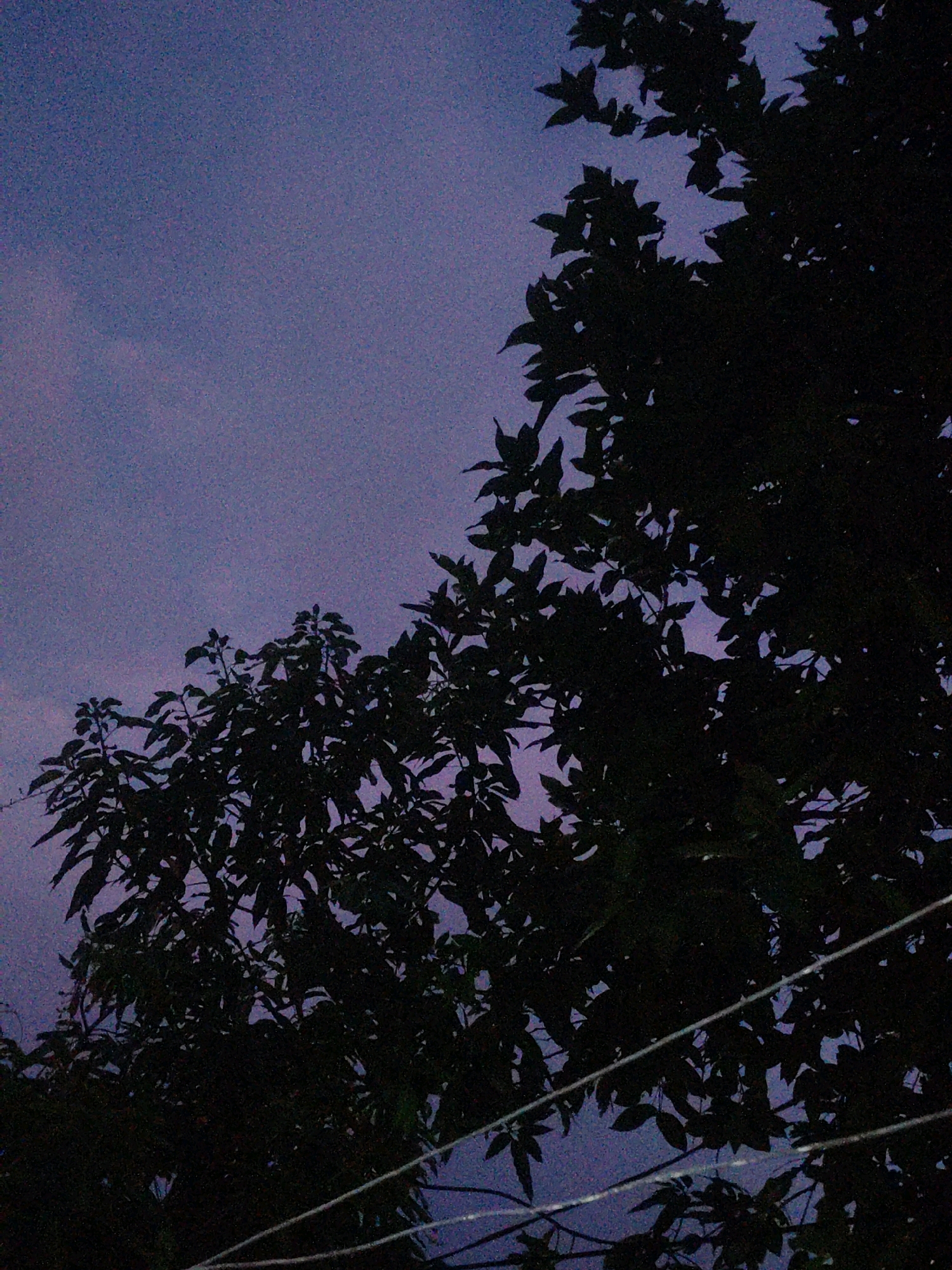The image depicts a dark silhouette of foliage against a twilight sky, with the color palette dominated by deep purples and blues. The sky appears overcast or hazy, with subtle variations in tone suggesting the lingering light of dusk. The leaves of the trees are rendered in dark, almost black tones, obscuring finer details and creating a sense of depth. Several power lines, thin and white, traverse the lower portion of the frame, adding an element of human infrastructure to the natural scene. The overall impression is one of a quiet, possibly humid evening in a tropical or subtropical environment. The grainy texture of the image suggests it was taken in low light conditions, possibly with a digital camera or a smartphone. There are no people or animals visible in the frame. The scene is devoid of any discernible landmarks that would pinpoint a specific location within Trincomalee, Sri Lanka. However, the presence of lush foliage and power lines is common in residential or semi-urban areas throughout the region.