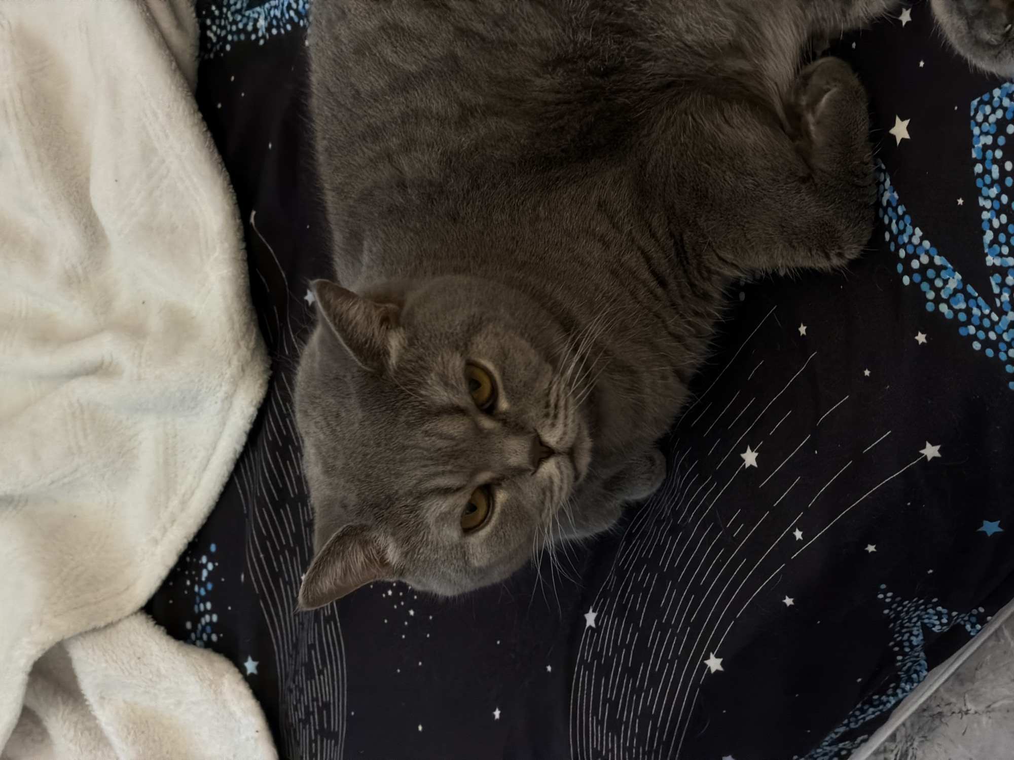 This overhead shot captures a grey short-haired cat, likely a British Shorthair, resting indoors, presumably in Perm, Russia. The cat is the central subject, positioned on a dark blue or black fabric with a celestial pattern. Its thick grey fur is visible, and it has striking golden-yellow eyes that are open and looking directly towards the viewer with a calm, slightly inquisitive expression.
The patterned fabric beneath the cat features numerous small white stars, larger white starbursts, thin white lines that resemble streaks or orbits, and a cluster of small light blue dots, suggesting a galaxy or nebula theme. To the left of the cat, a portion of a soft, textured white blanket or throw is visible, appearing fluffy and somewhat rumpled. The scene suggests a relaxed atmosphere, likely in a bedroom or on a sofa. No specific time of day or outdoor weather conditions are discernible from the indoor setting, and there is no visible text in the image.