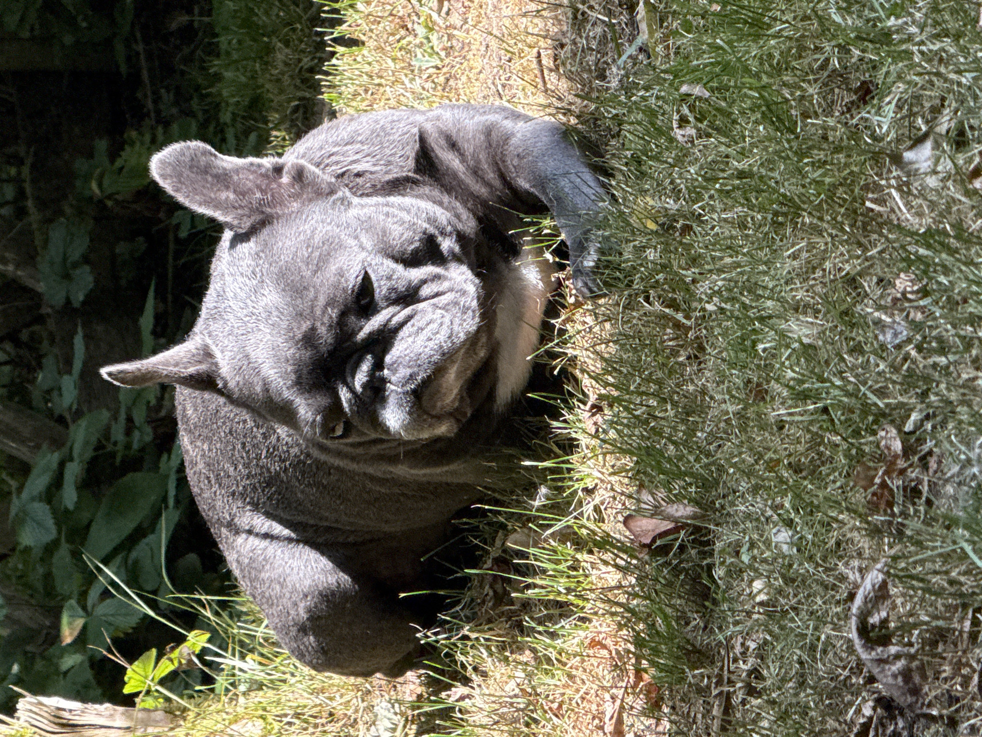 A grey French bulldog lies on dry, sun-drenched grass in an outdoor environment. The dog is positioned in the center of the frame, facing left with its head turned towards the viewer. Its ears are erect, and its face displays prominent wrinkles and a somewhat grumpy expression. Sunlight casts shadows across its fur and the surrounding ground, highlighting individual blades of grass and some scattered brown leaves. In the background, out-of-focus green foliage and a weathered wooden post suggest a natural or garden setting. The image does not provide any information about a specific location in Bad Sachsa, Germany.