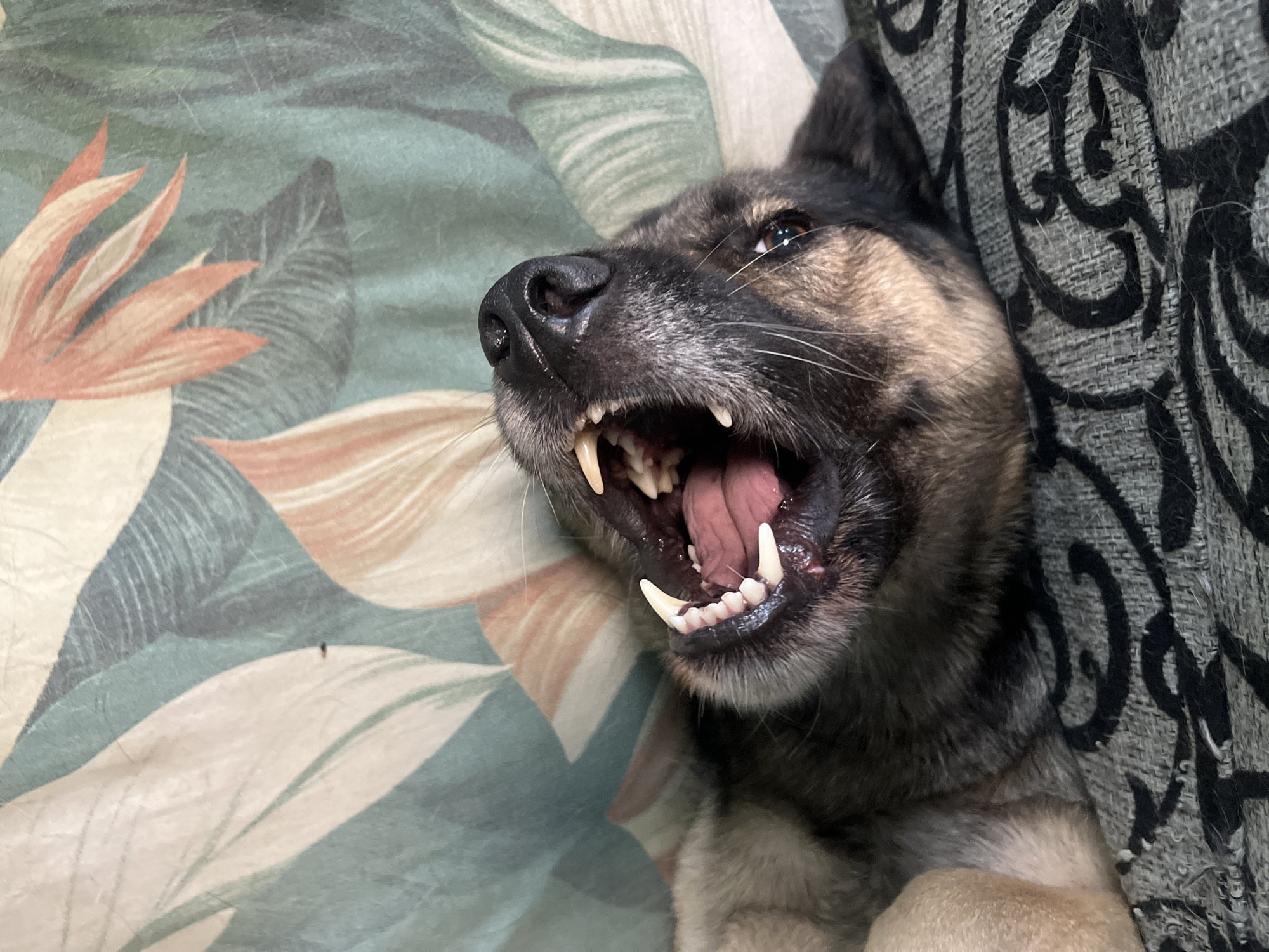 An extreme close-up, high-angle shot captures a dog's face as it yawns widely. The dog, with dark fur around its muzzle and lighter fur on its neck, lies on its back. Its mouth is open, revealing sharp white teeth and a pink tongue. The dog's brown eye is visible, looking upwards. The background consists of a fabric surface with a floral pattern featuring large, stylized leaves and petals in shades of green, white, and peach. There is no indication of Nizhny Tagil, Russia, or any other specific location.
