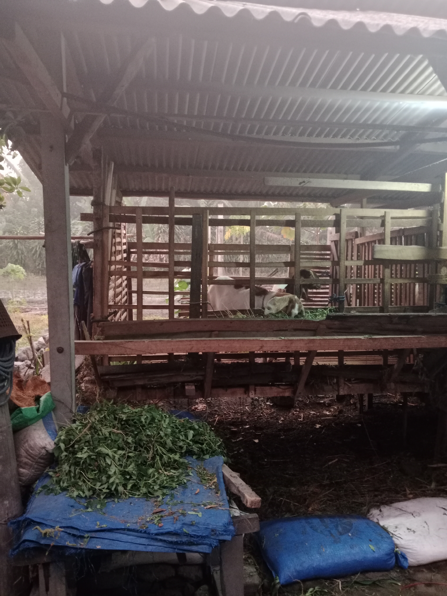 The image depicts a livestock pen, likely for goats, situated in Sumberasri, Indonesia. The pen features a corrugated metal roof supported by wooden beams. Inside the pen, several goats are visible, some eating green foliage. A pile of green vegetation is present on a blue tarp in the foreground, next to several large bags. The ground within and around the pen is covered with organic matter, suggesting a natural or agricultural setting. The overall atmosphere is somewhat dim, possibly due to overcast weather or low light conditions.