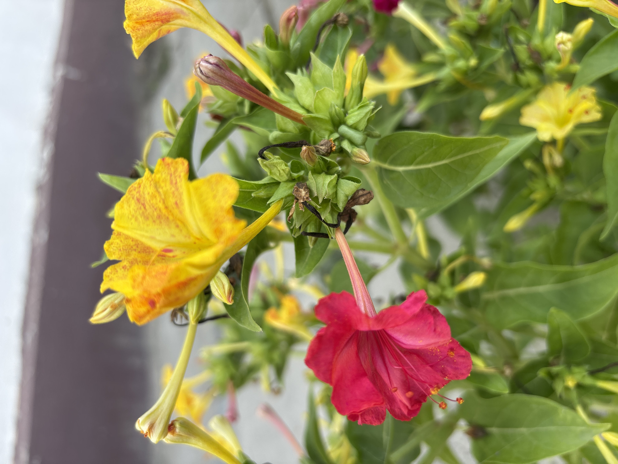 The image is a close-up, vertical shot of a flowering plant with vibrant pink and yellow blooms. The pink flower, in the foreground and to the left, has delicate, ruffled petals and yellow stamen. To its right and slightly behind, a bright yellow flower with red speckles is in focus, its trumpet-shaped petals opening outwards. Several yellow buds and green leaves are visible throughout the frame, some unfocused in the background. The plant appears to be growing outdoors, with a blurred, neutral-colored background that suggests an outdoor setting, possibly a garden or park. There is no indication of a specific location in the city of Taraz, Kazakhstan.