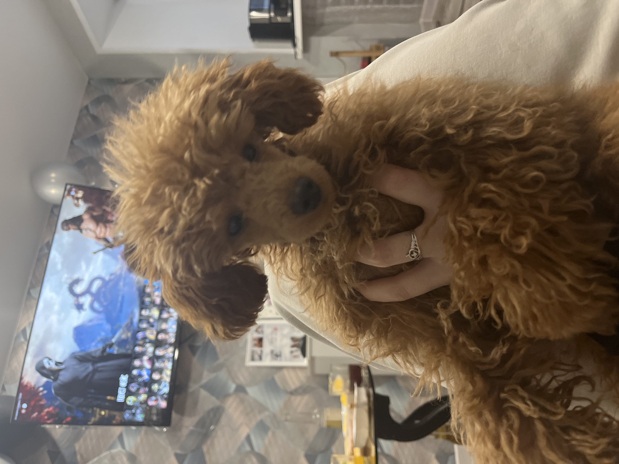 The image depicts a small, curly-haired, light brown poodle being held up by a person. The person's hand, adorned with a ring, is visible. The background shows a television screen displaying a video game, a patterned wallpaper, a white balloon, and various household items on a shelf. The location appears to be indoors. There is no discernible information about the city of Chaikovsky, Russia.