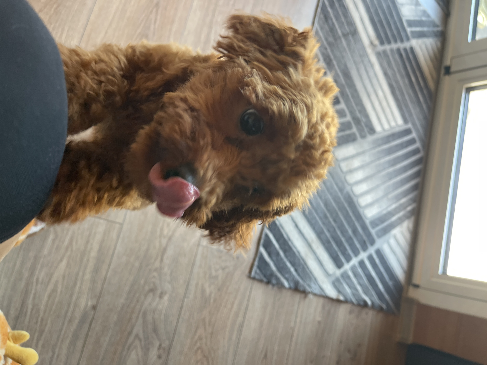 A small, brown poodle is sitting on a wooden floor in front of a rug with a geometric pattern. The dog's tongue is sticking out, and it appears to be looking at the camera. The background shows a doorway with glass panels and a glimpse of a rug. The scene is indoors, likely in a residential setting in Sofia, Bulgaria.