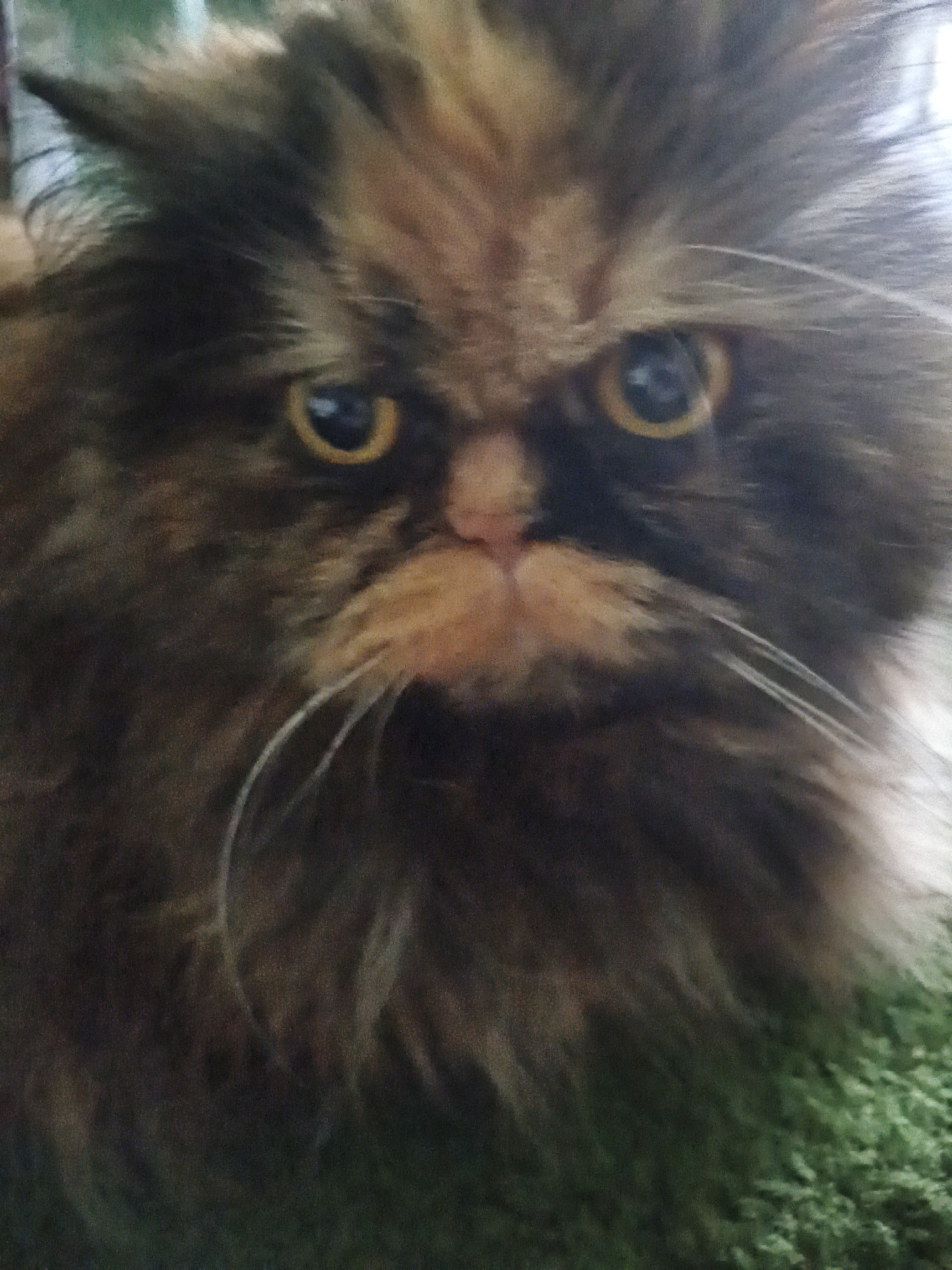 A close-up, eye-level shot shows the face of a fluffy Persian cat. The cat has long, dark brown and ginger fur. Its eyes are round and yellowish-green with black pupils, and they are looking directly at the camera. The cat's nose is pink, and its whiskers are long and white. The background is a dark, blurry green, possibly indicating carpet or grass. The image is slightly out of focus and has a grainy texture.