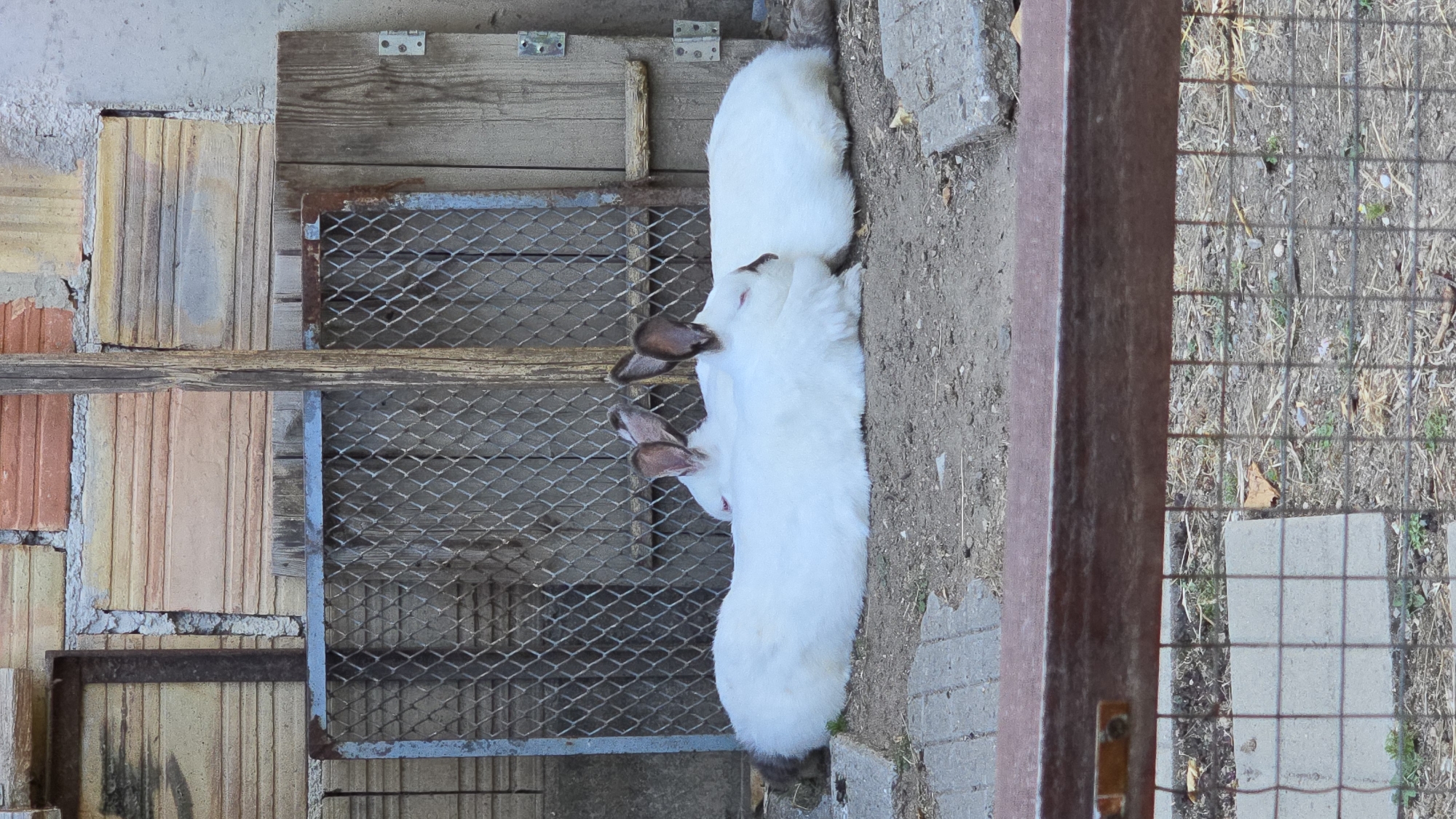 Two white rabbits with dark brown ears are lying down on the ground. The rabbit on the left is mostly obscured by the rabbit on the right. The rabbit on the right is positioned facing left, with its head tucked in. Both rabbits have their eyes closed. Behind the rabbits, there is a weathered wooden structure with a wire mesh gate in front of it. The background consists of a brick wall and more wooden elements. The ground is a mixture of dirt and a few scattered stones or concrete pieces. A rusty metal bar runs horizontally across the bottom of the image, partially obscuring a wire fence.