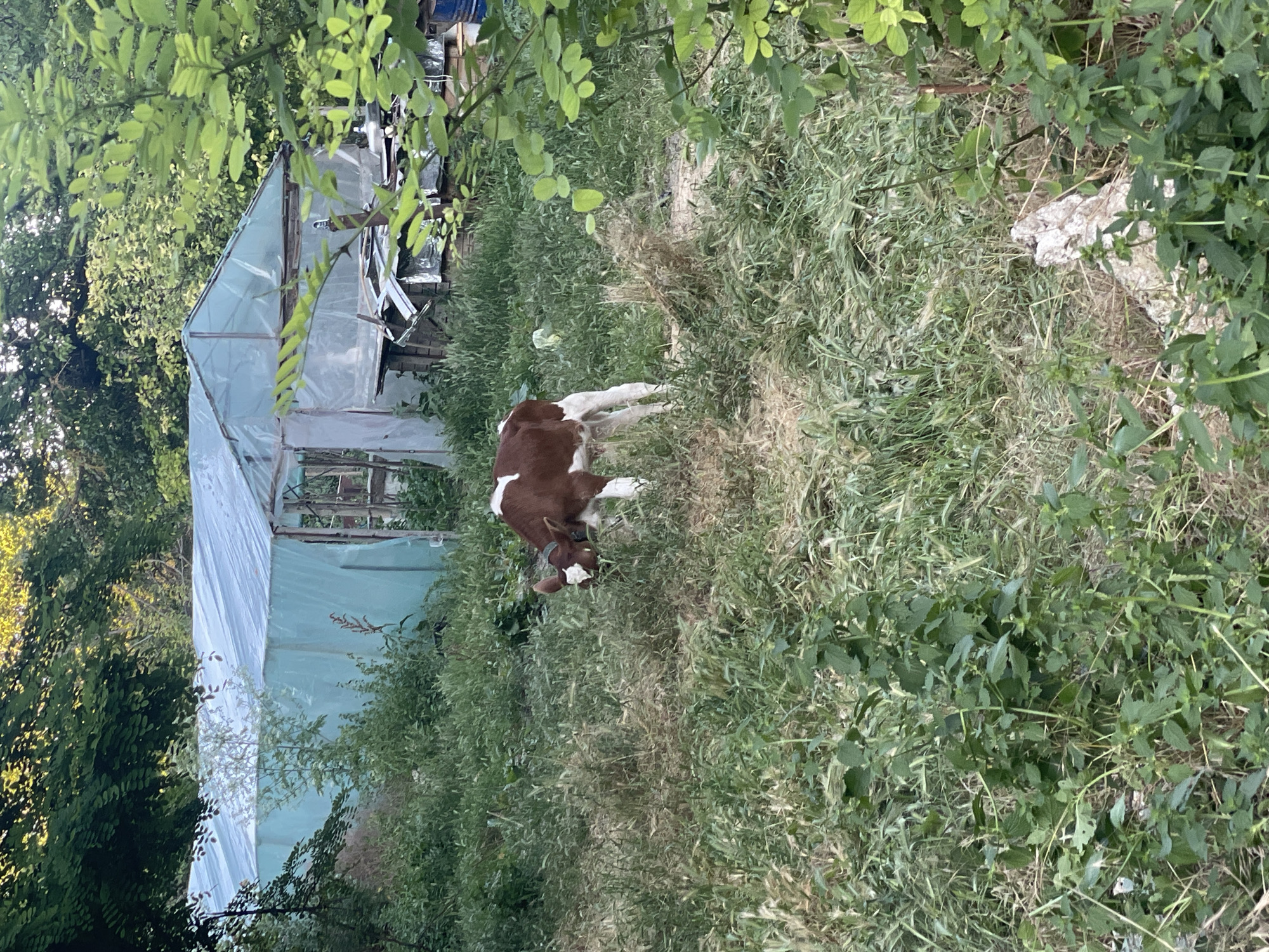 A young brown and white calf is standing in tall, dry grass in front of a greenhouse structure in Butuceni, Moldova. The greenhouse is covered with light blue plastic sheeting and has a wooden frame. The surrounding environment is overgrown with various green plants and trees. The calf is looking down as if grazing. There are some scattered debris and objects near the greenhouse. The lighting suggests it is daytime, with sunlight filtering through the trees.