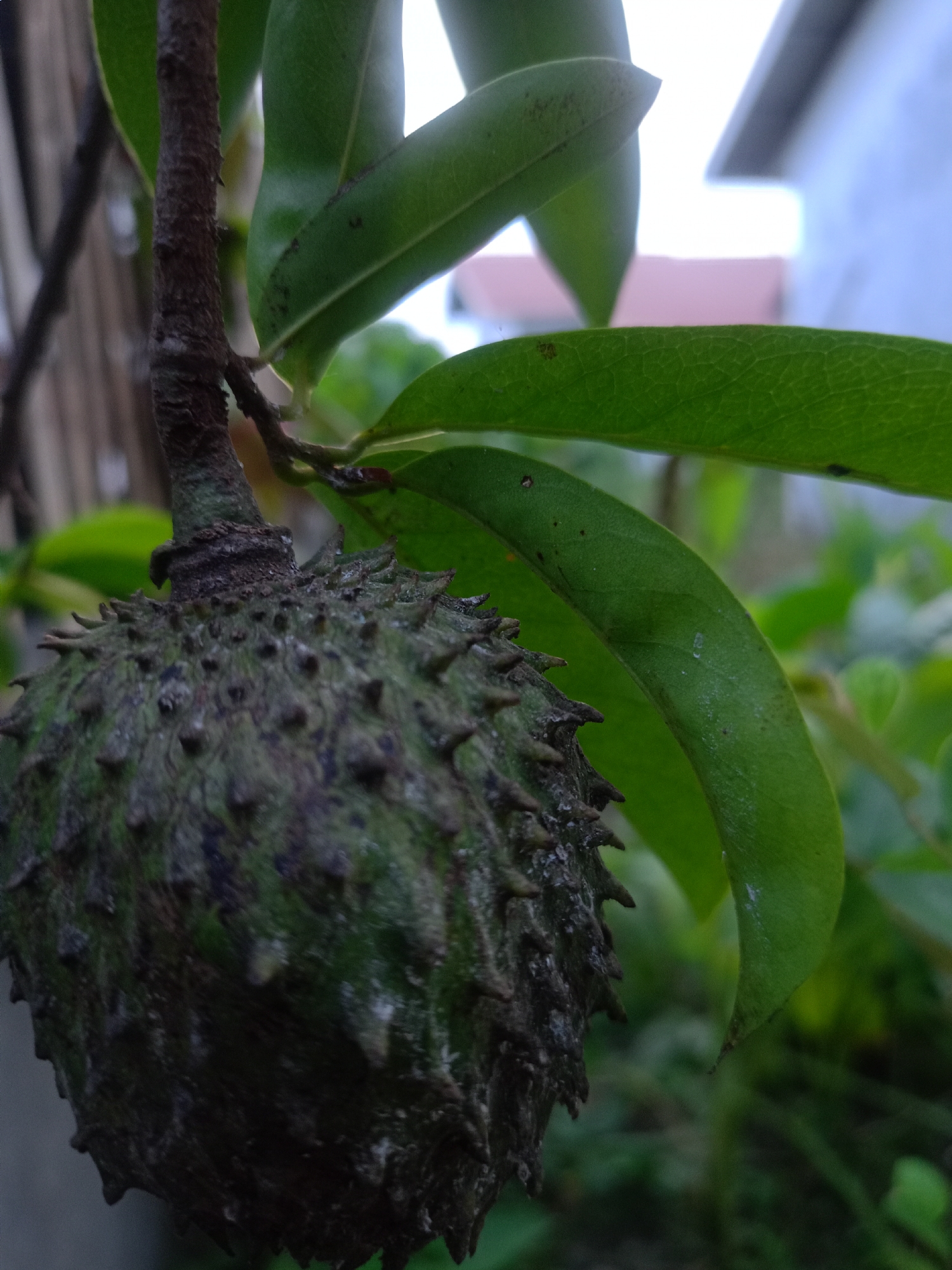 A close-up shot reveals a green, spiky soursop fruit hanging from a branch with green leaves. The background suggests an outdoor environment, possibly a garden or yard, with a building visible in the distance. The photograph was taken in the city of Buketteukuh, Indonesia.