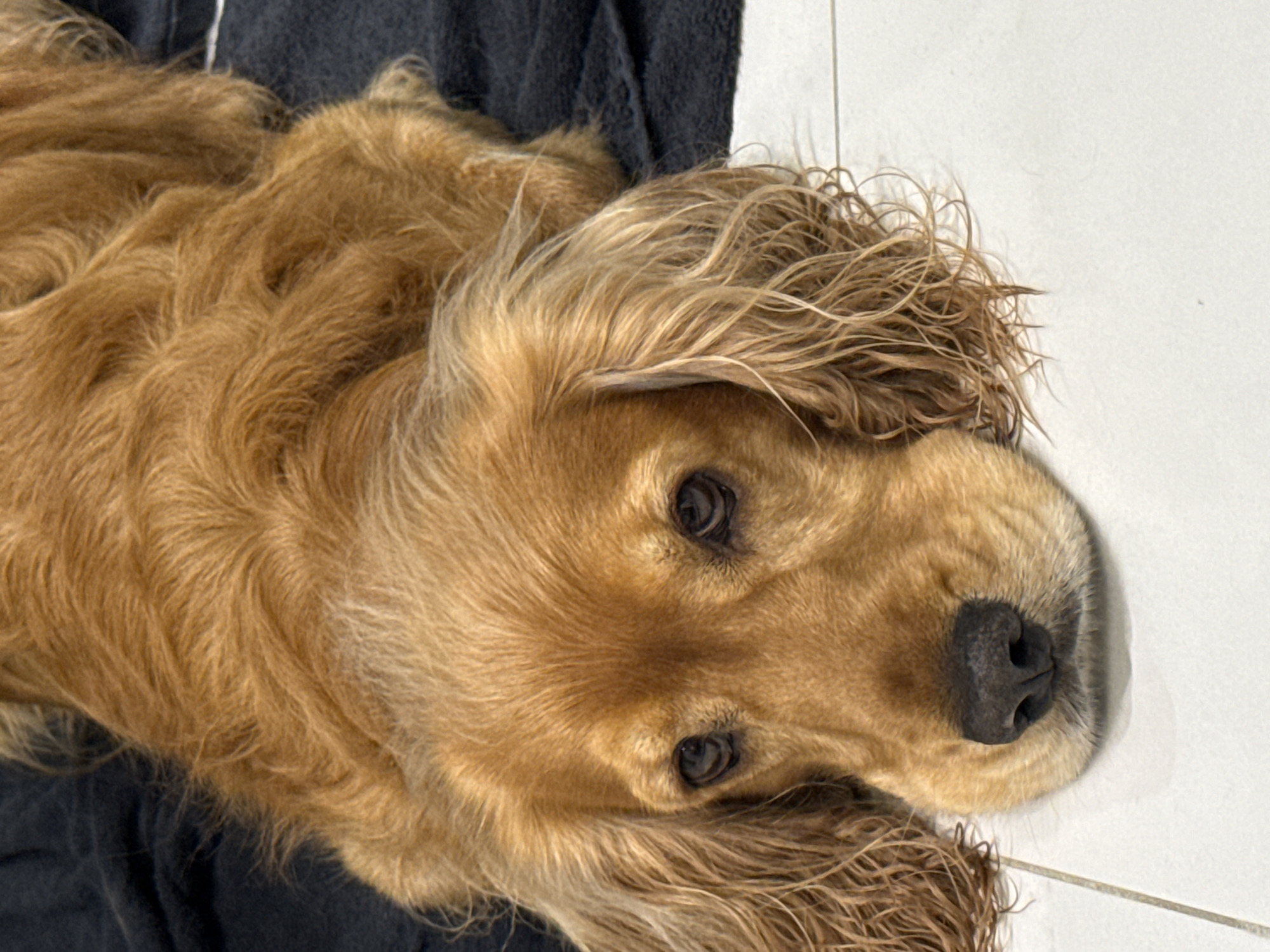 A golden-colored dog with long, wavy fur and floppy ears lies on a dark blue towel. The dog's head is resting on the towel, and its eyes are looking directly at the camera with a slightly sad expression. The dog's nose is black and moist. The towel is placed on a light-colored tiled floor. The background is mostly the dark blue towel, with the tiled floor visible in the lower part of the image. There are no people visible in the image. The overall lighting is natural, with no harsh shadows. The image is taken from a medium close-up perspective, focusing on the dog's face and upper body.