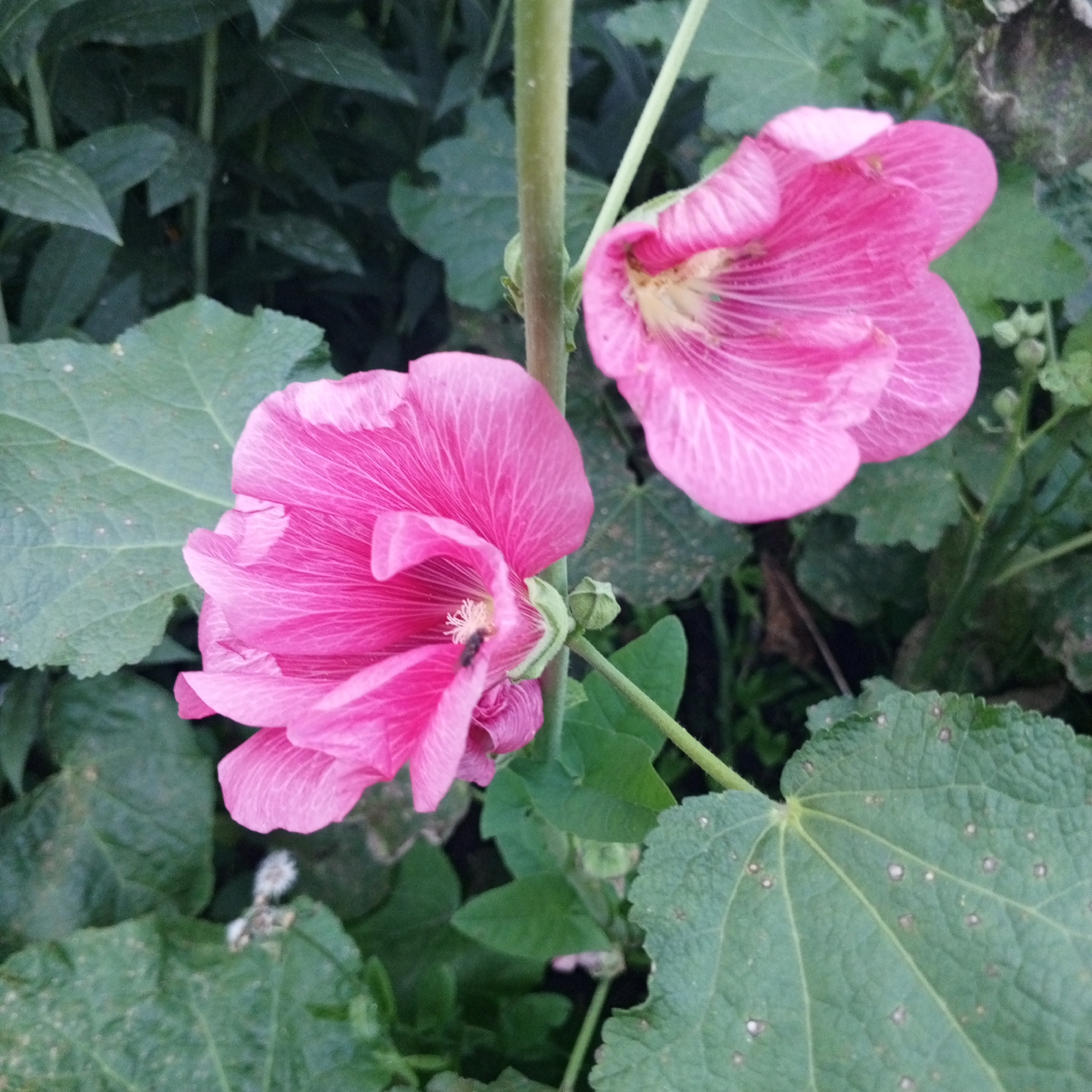 The image shows two pink hollyhock flowers with visible stamens and pistils. A small insect, possibly a fly, is present on the stamen of the lower flower. The flowers are growing on a tall green stem surrounded by dark green foliage and large, light green leaves with visible veins and small circular spots. The scene is a close-up, outdoor shot, likely in a garden setting. There are no visible indications of the city of Sayanogorsk, Russia, or any human presence.