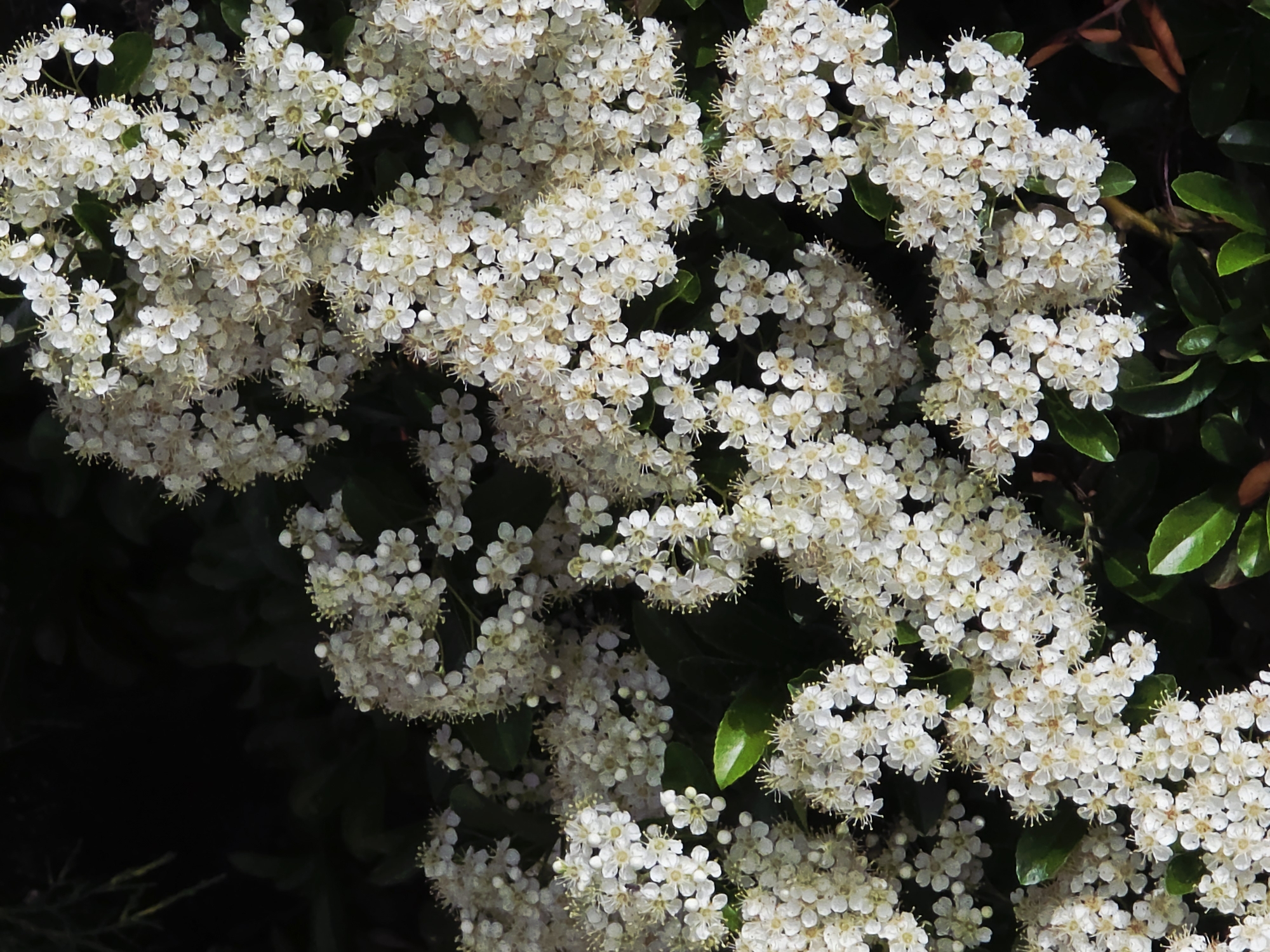 A cluster of small, white flowers with yellow centers dominates the frame, against a backdrop of dark green foliage. The flowers are densely packed, forming irregular, rounded shapes. A few glossy green leaves are visible among the flowers and at the edges of the image. The scene is bathed in natural light, which highlights the delicate details of the flowers. The location is Unknown, Unknown.