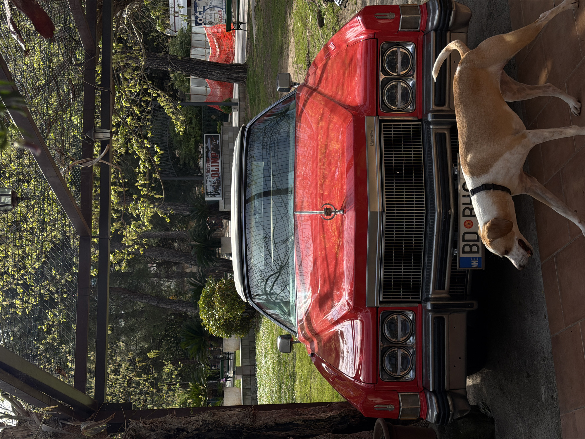 A red Cadillac is parked at an angle on a paved area, with a large dog standing near the front passenger side. The car has a white roof, chrome grill and bumper, and a Montenegro license plate. In the background is a park-like area with trees, grass, benches, and signage with "Restorant Olimp" visible. Fencing is visible on the left, and a Coca-Cola sign is visible further in the background. The location is likely Budva, Montenegro, based on the license plate.